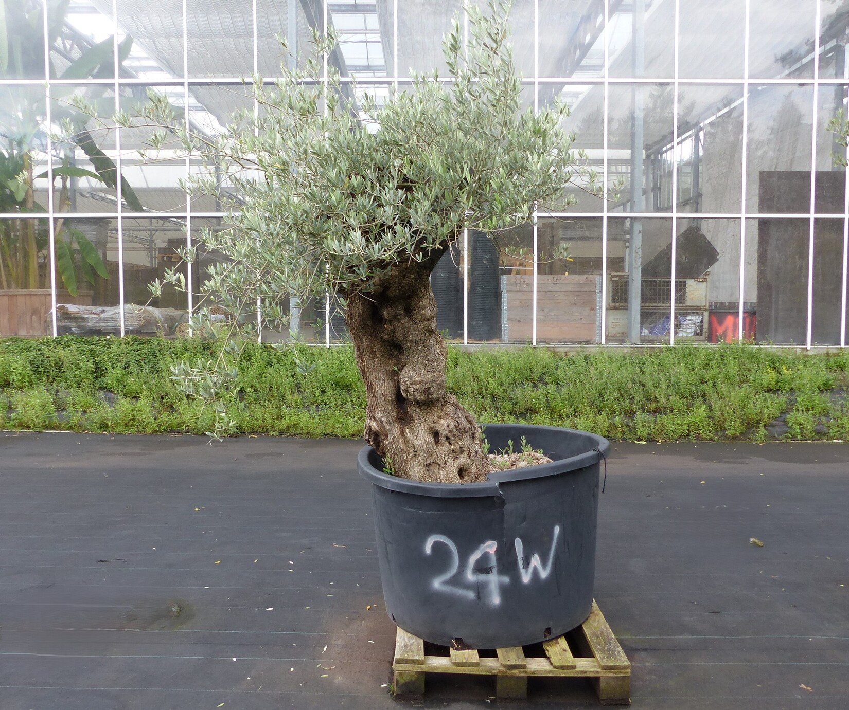 exakt dieser Baum Nr. 24W, 220 cm, Olivenbaum 'Angebot' knorrige alte urige Olive winterhart