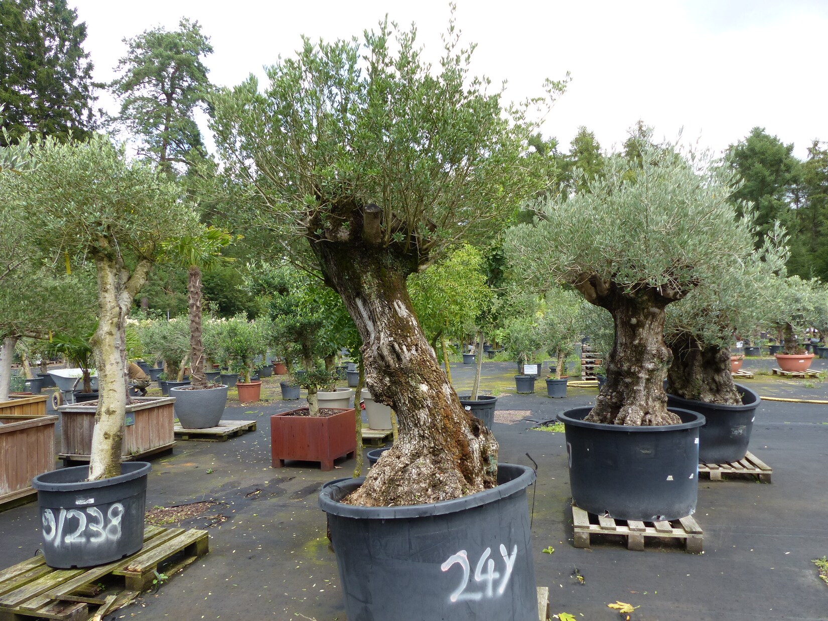 exakt dieser Baum Nr. 24Y, 245 cm, Olivenbaum 'Angebot' knorrige alte urige Olive winterhart