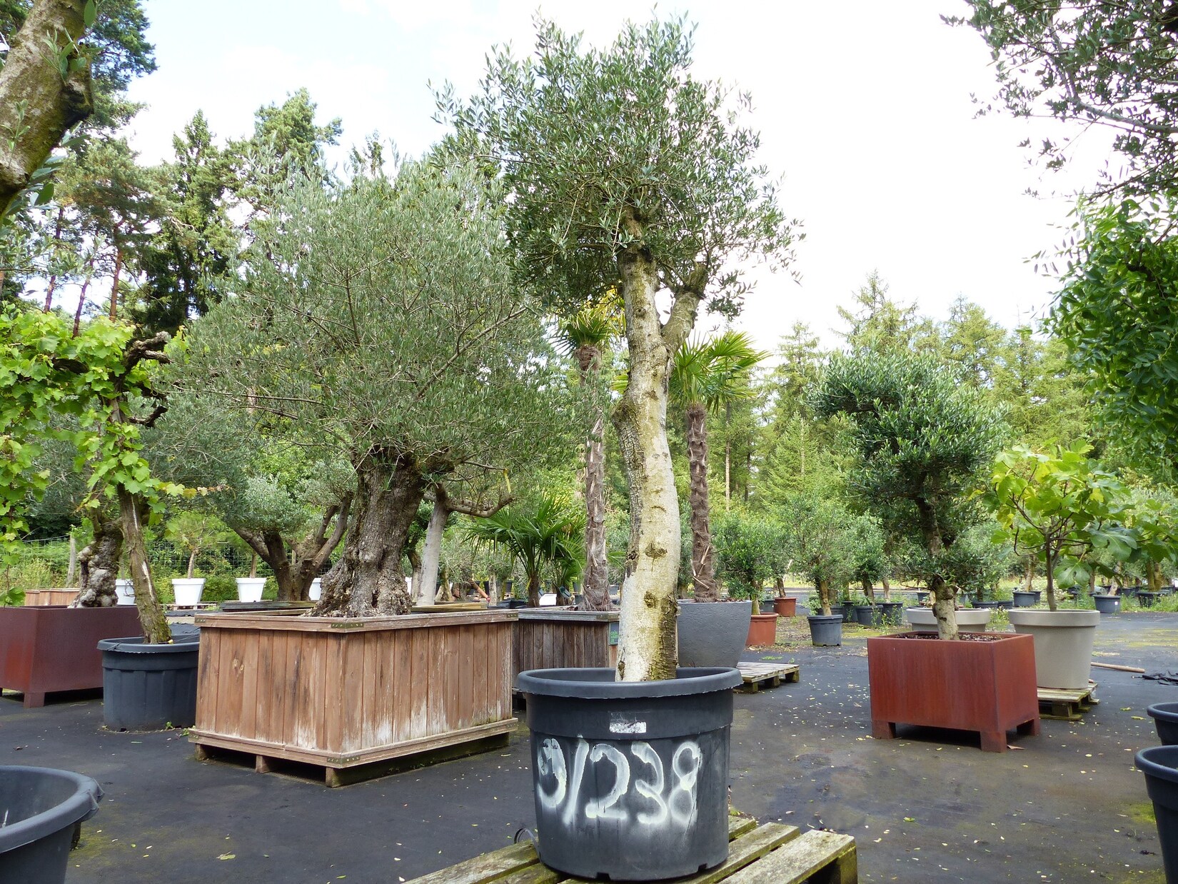 exakt dieser Baum Nr. 0/238 , 260 cm, Olivenbaum 'Angebot' verzweigte Olive winterhart