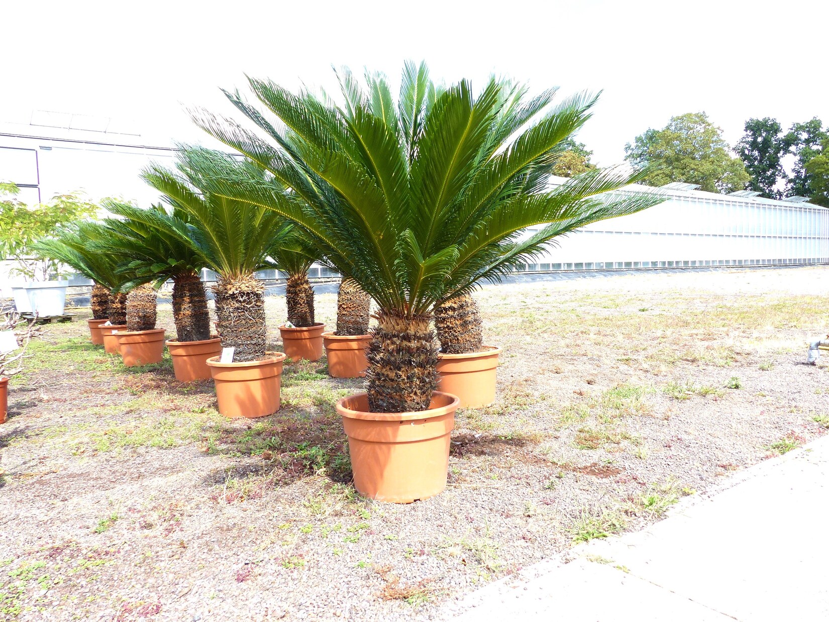 Cycas revoluta 130–150 cm – Japanische Sagopalme Palmfarn mit dickem, kräftigem Stamm bis zu 90 cm Umfang