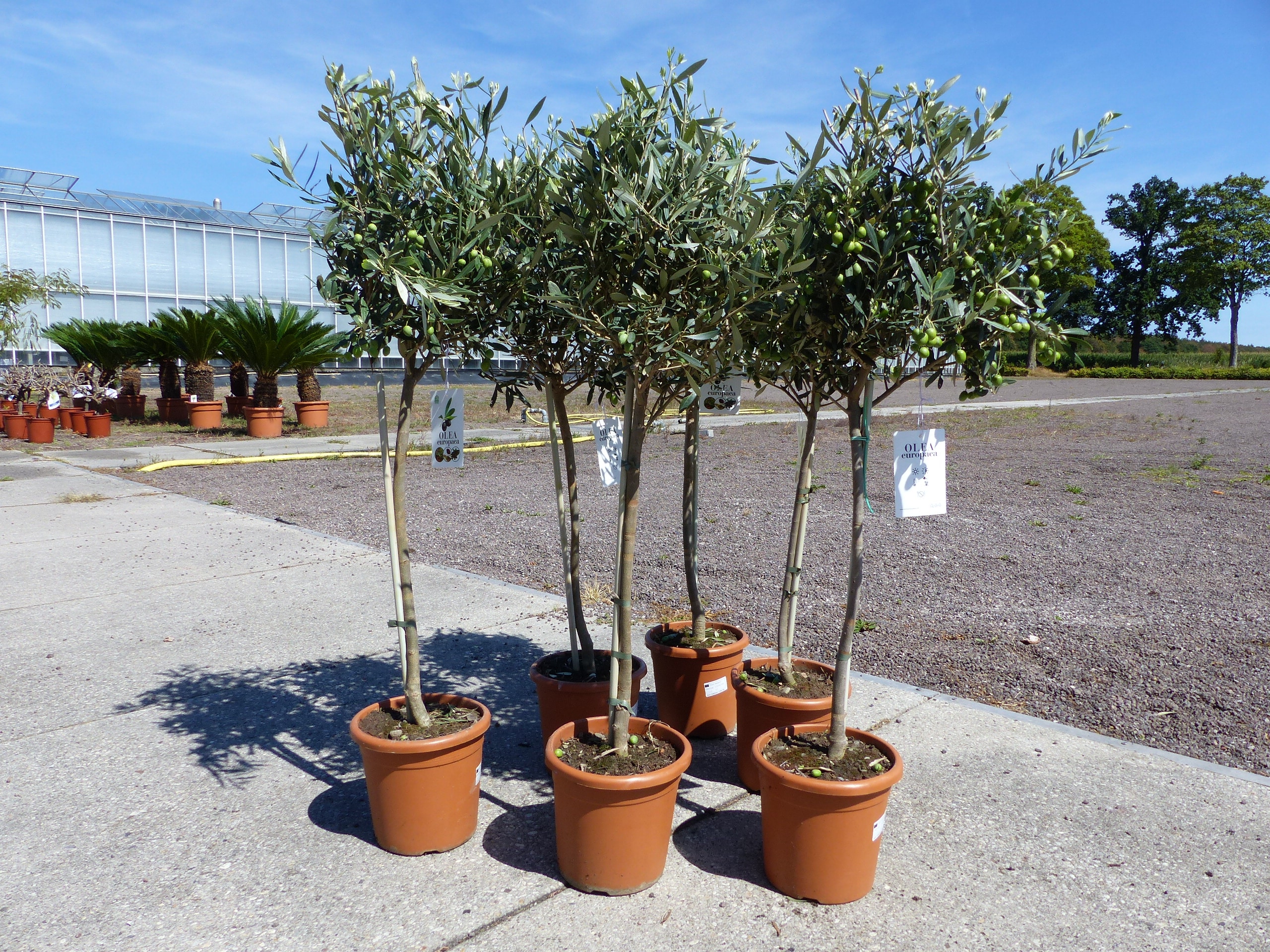 Olivenbaum Stamm Olive 80 - 100 cm hoch, mit vielen Fr&uuml;chten, beste Qualit&auml;t, Olea Europaea 