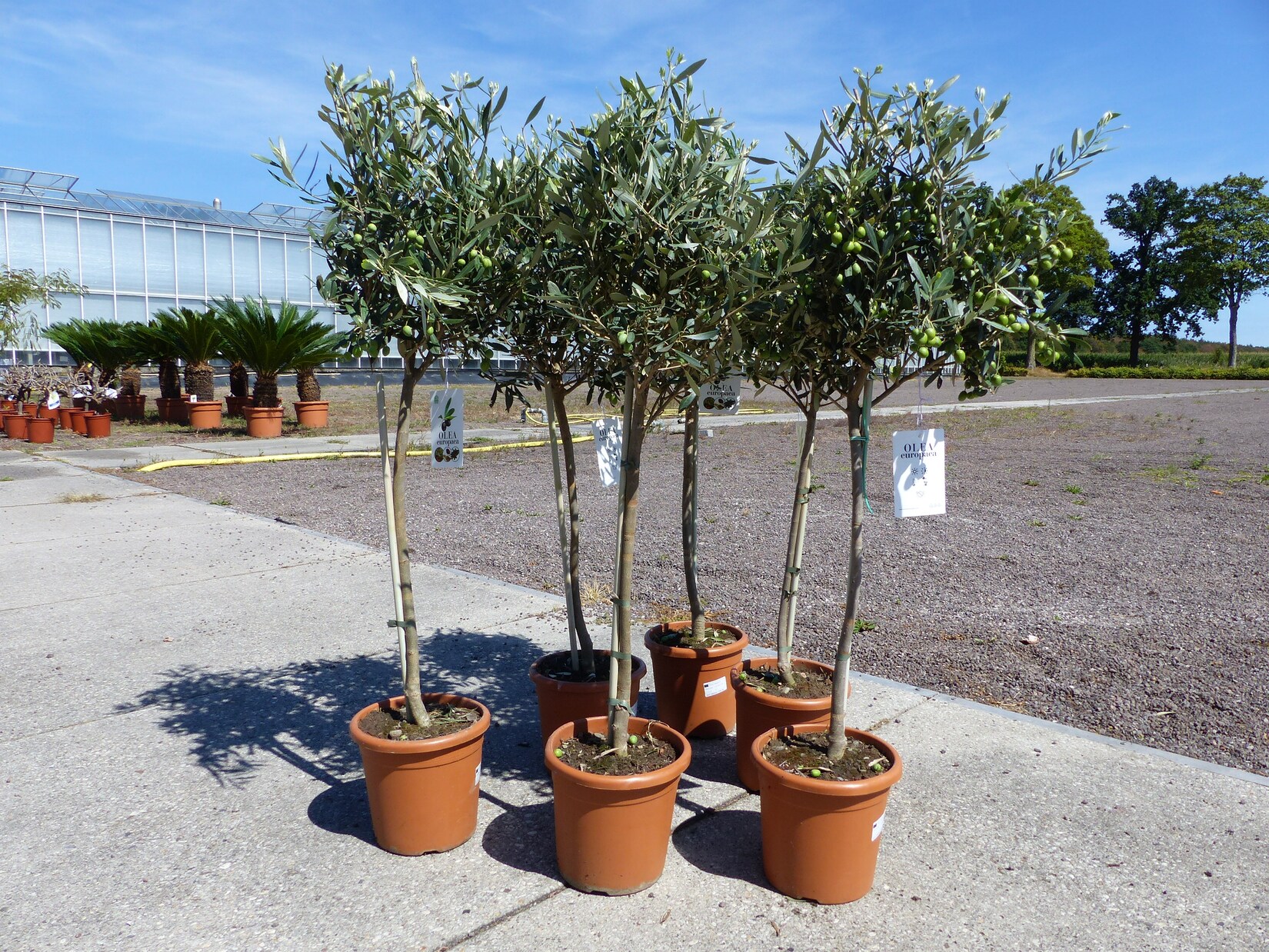 Olivenbaum Stamm Olive 80 - 100 cm hoch, mit vielen Früchten, beste Qualität, Olea Europaea