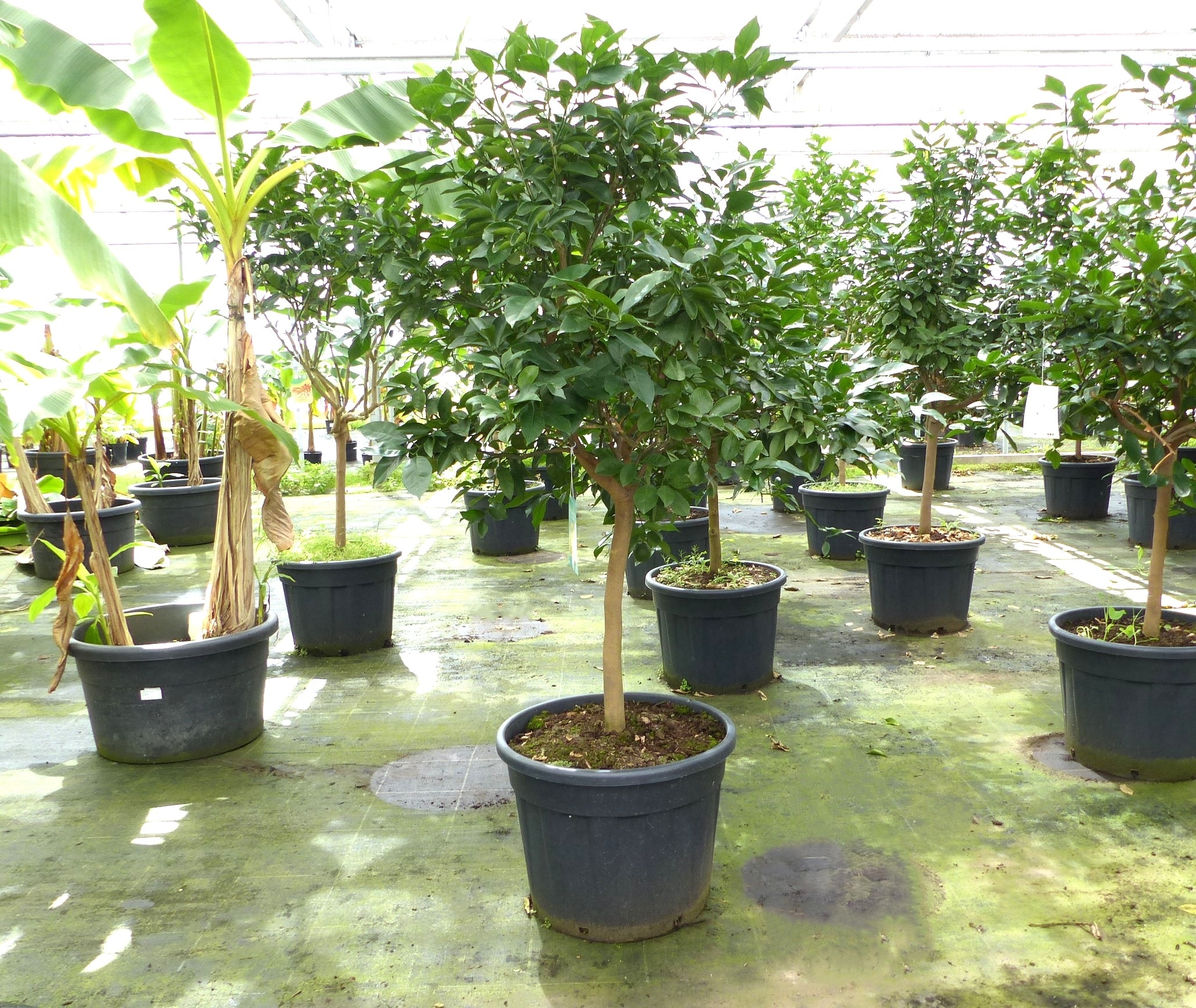 Orangenbaum 190&ndash;210 cm &ndash; Citrus sinensis, gro&szlig;e Citruspflanze, Orange, Obstbaum 
