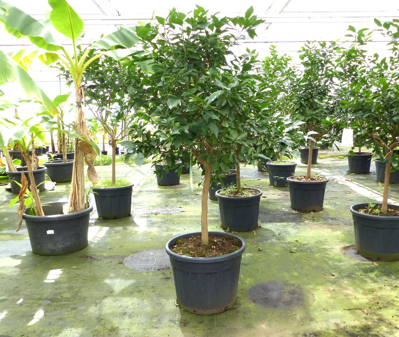 Orangenbaum 190–210 cm – Citrus sinensis, große Citruspflanze, Orange, Obstbaum