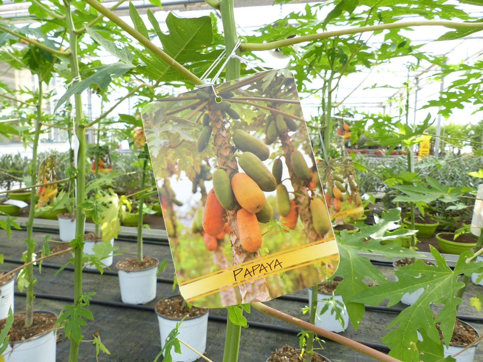 Papaya Carica papaya 100 – 120 cm – Melonenbaum, tropische Kübelpflanze