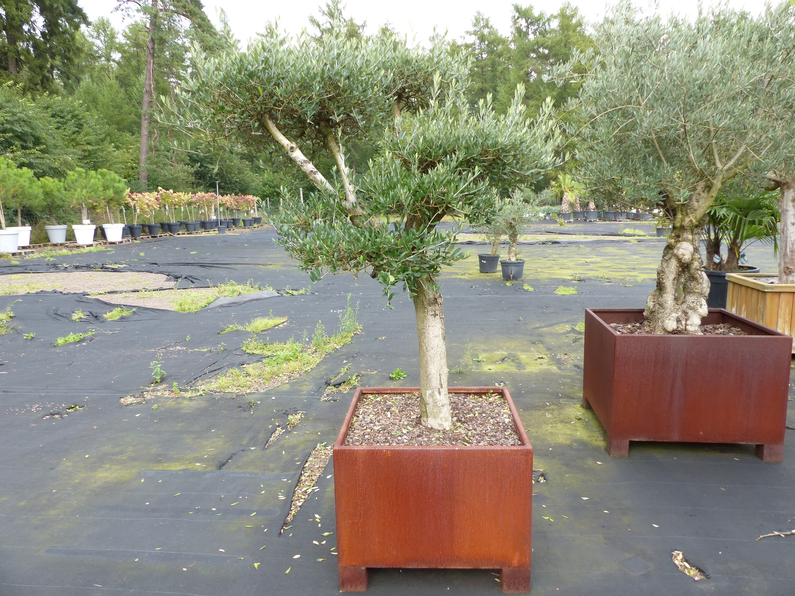 genau dieser Olivenbaum 195 cm Olea Europaea Pon Pon Olive winterhart im Cortenstahlk&uuml;bel 70 x 70 cm 