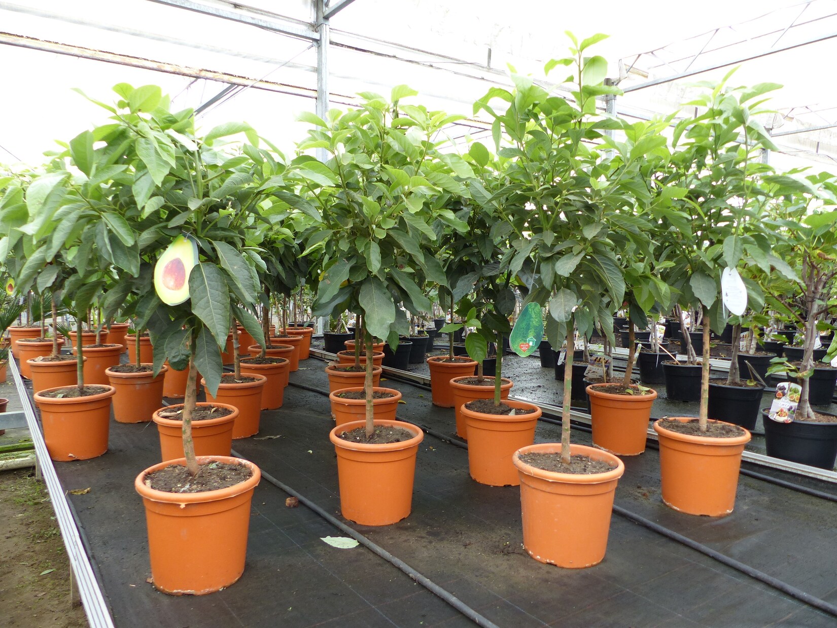 Avocadobaum Avocado Mexicola 100-140 cm veredelt, Persea americana Avocadopflanze, tropische Früchte Pflanze