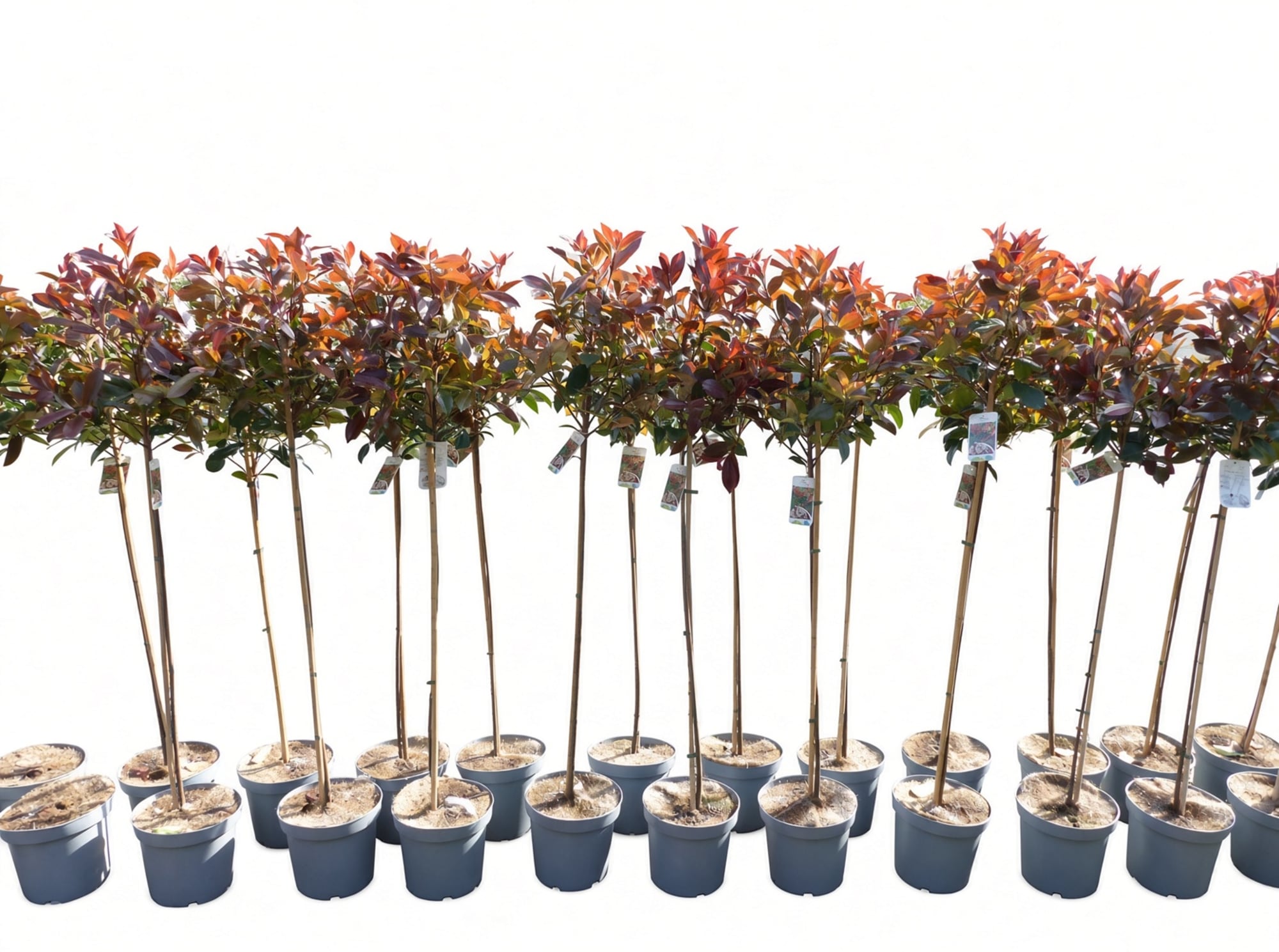 2 St&uuml;ck Photinia Fraseri Hochstamm 160 - 180 cm Red Robin Glanzmispel winterhart 