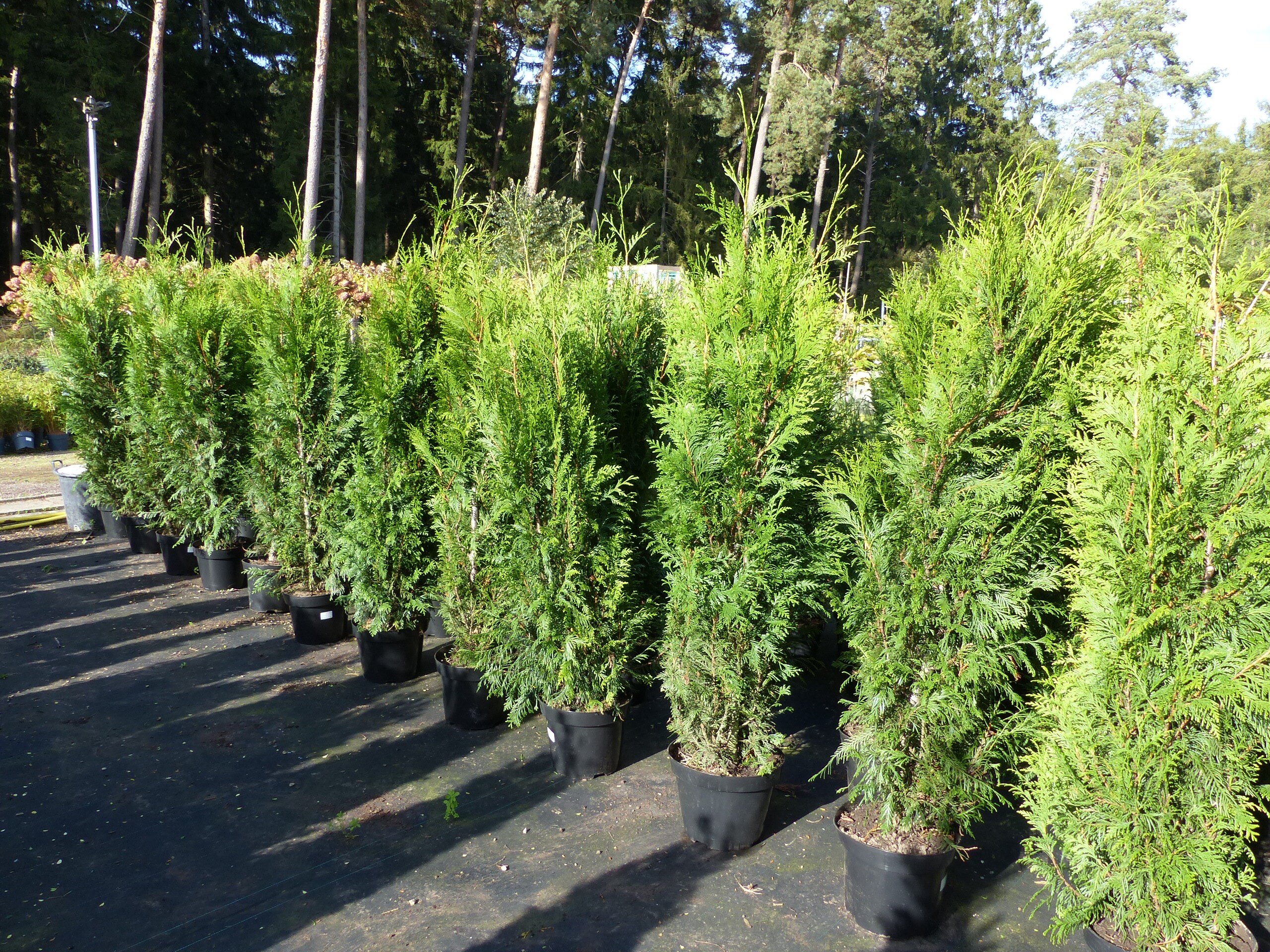 Thuja plicata 'Atrovirens' 180 - 190 cm, immergr&uuml;n, Hecke 