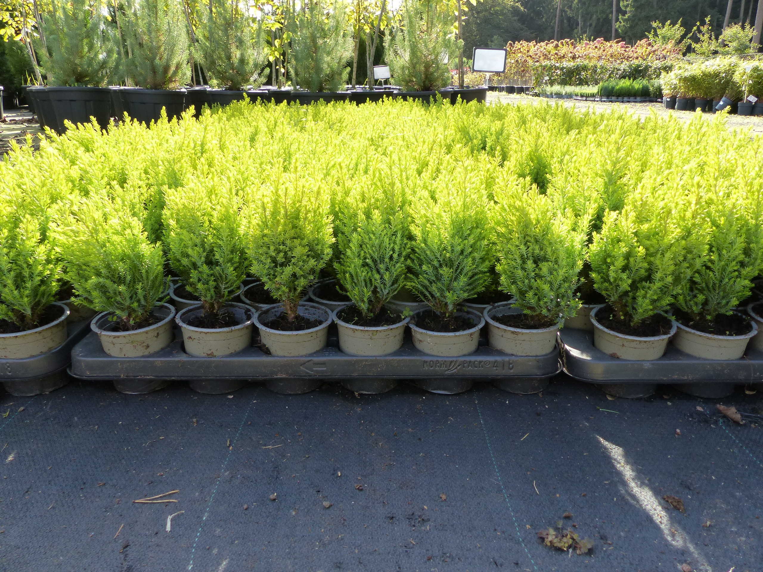 25 St&uuml;ck Zypresse Scheinzypresse Ivonne winterharte Konifere 25 cm Hecke 