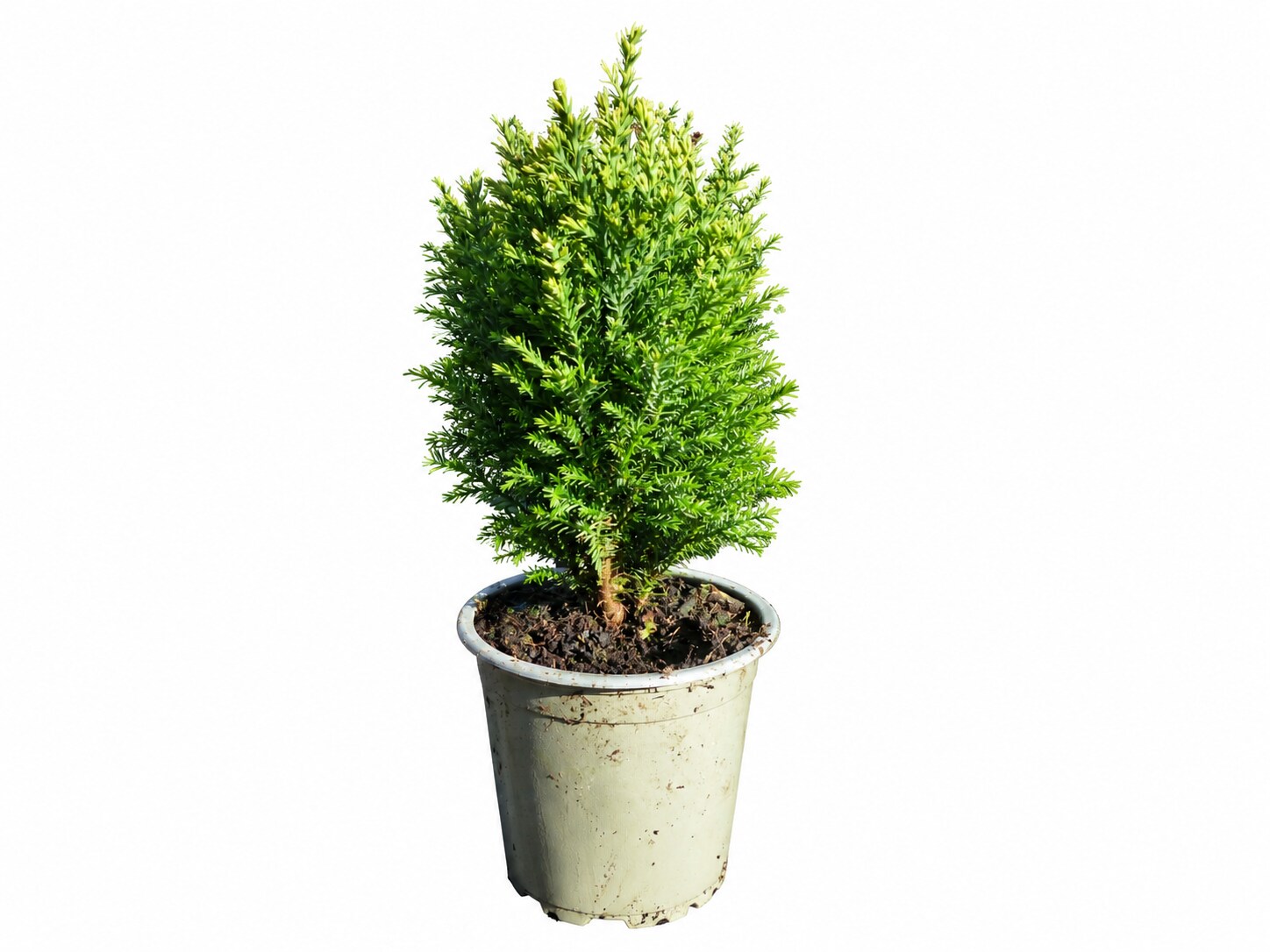 25 St&uuml;ck Zypresse Scheinzypresse Ellwoodii winterharte Konifere 25 cm Hecke 