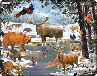 Wintertag im nordischen Wald 