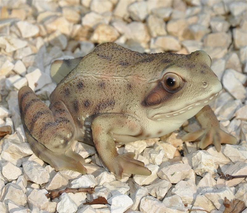 Dazikemo Gartenfigur Teichfigur Dekofigur Frosch 