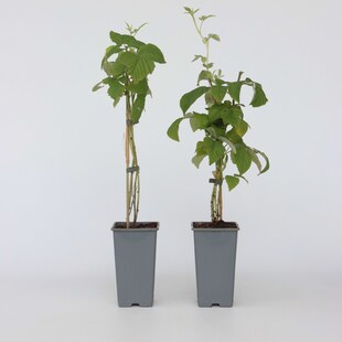 Plant in a Box - Himbeerpflanze - 4 Stk - Rubus idaeus 'Malling Promise' - Höhe 50-60cm - Topf 15cm 