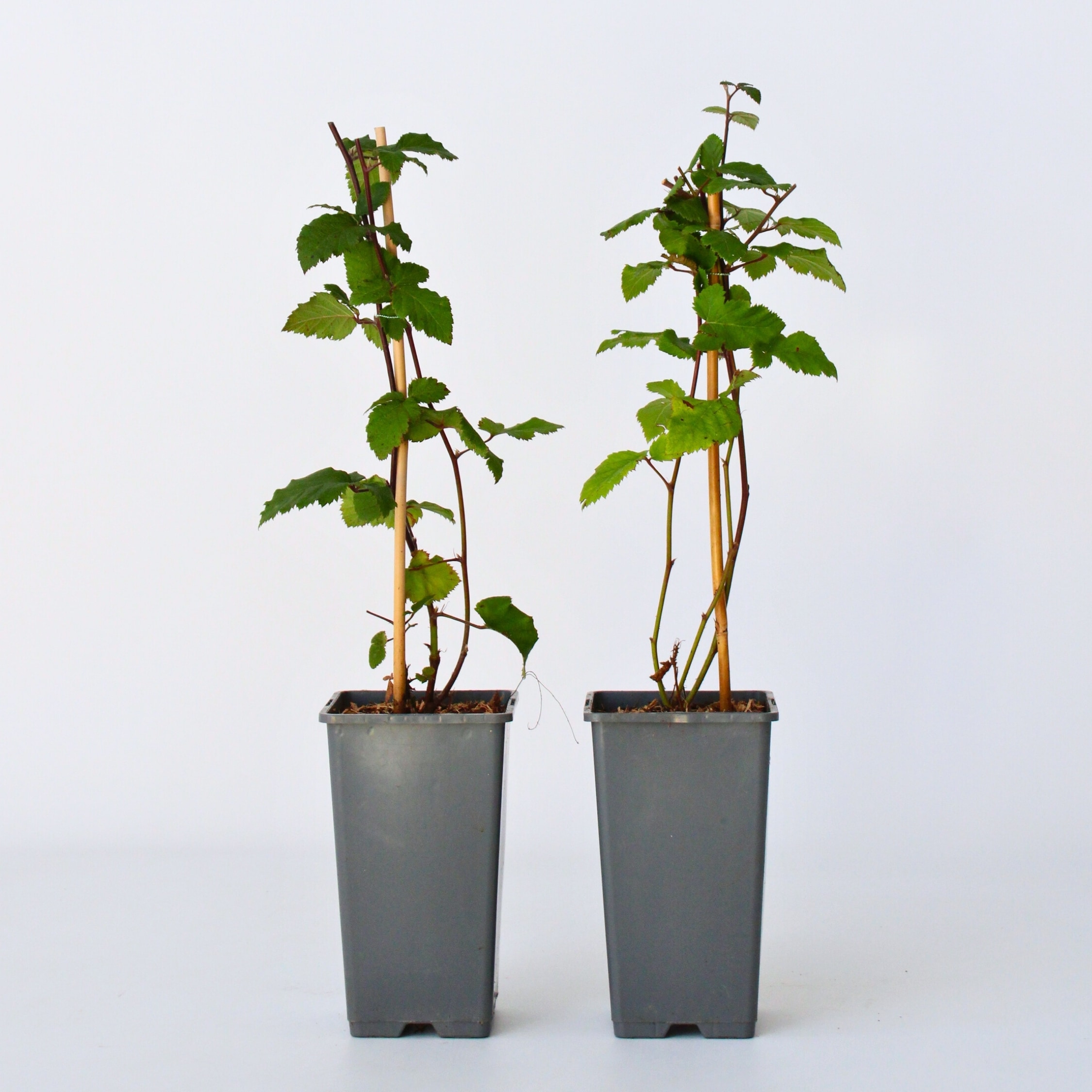 Plant in a Box - Brombeerpflanzen - 2 Stk - Rubus fruticosus 'Thornfree' - H&ouml;he 50-60cm - Topf 15cm 