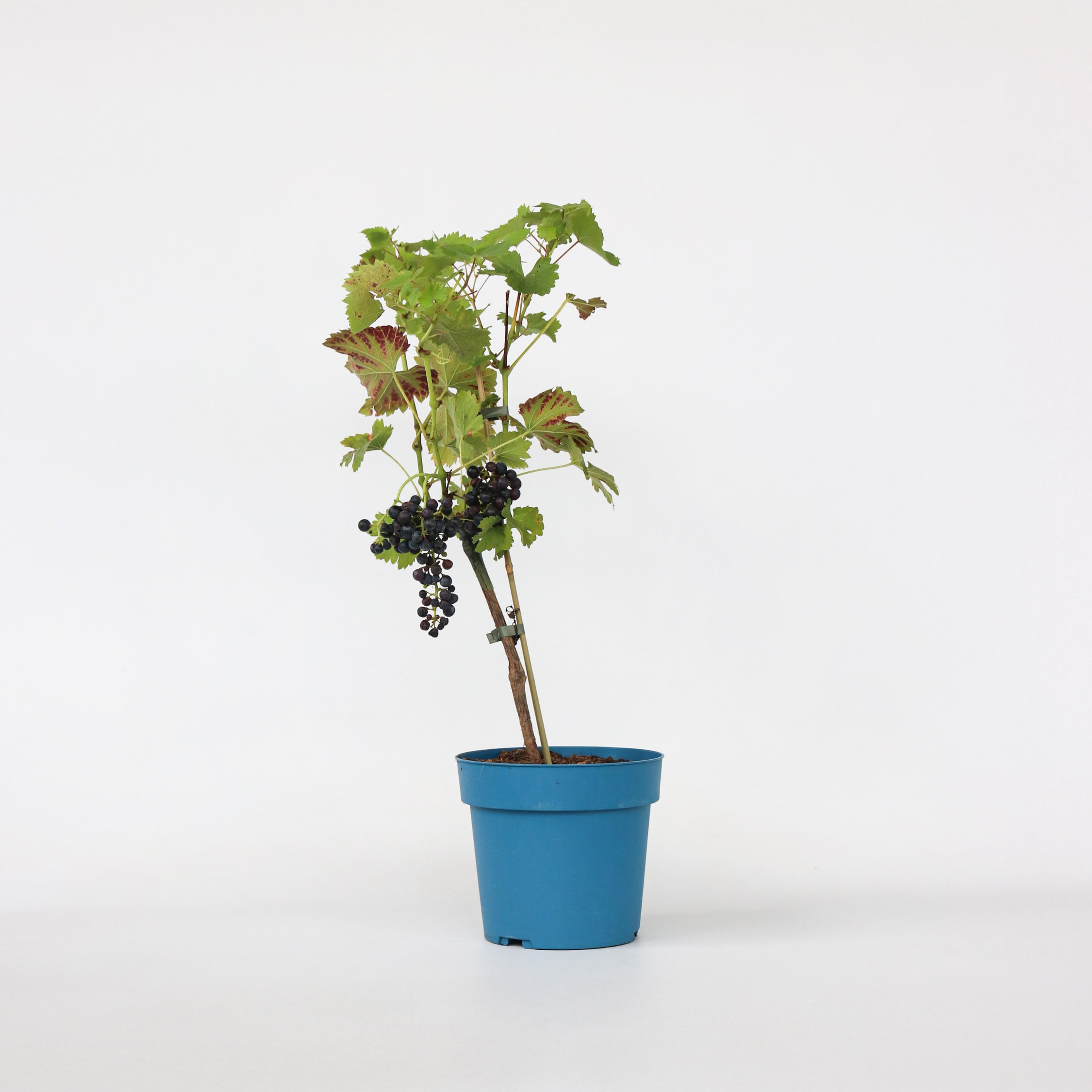 Plant in a Box - Traubenpflanze - Vitis vinifera &lsquo;Nero&rsquo; - H&ouml;he 60-75cm - Topf 21cm 