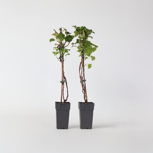 Plant in a Box - Hortensie - 2 Stk - Hydrangea anomale Petiolaris - Höhe 60-70cm - Topf 15cm 