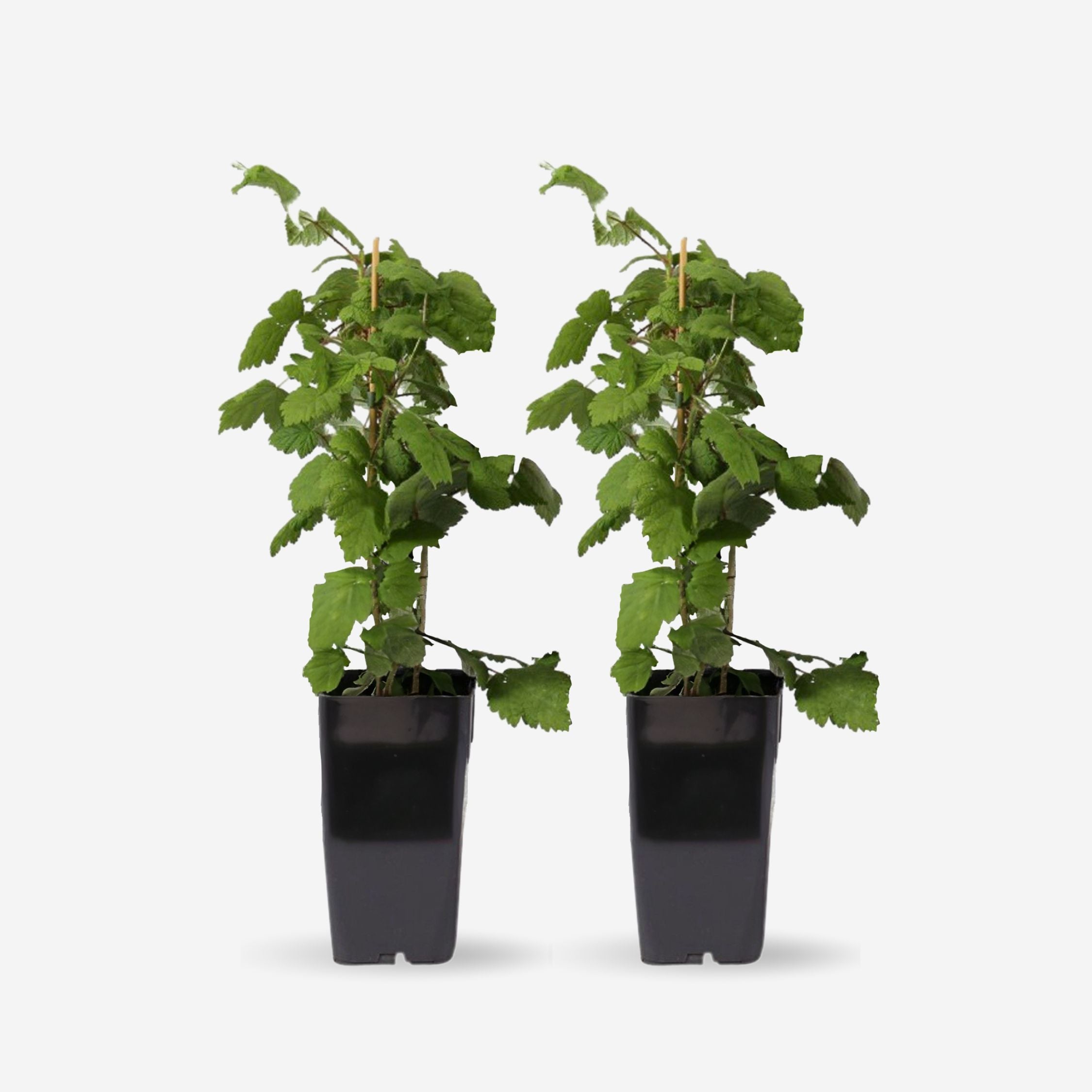 Plant in a Box - Japanische Weinbeere - Set mit 2 - Rubus phoenicolasius - H&ouml;he 50-60cm - &oslash;15cm 