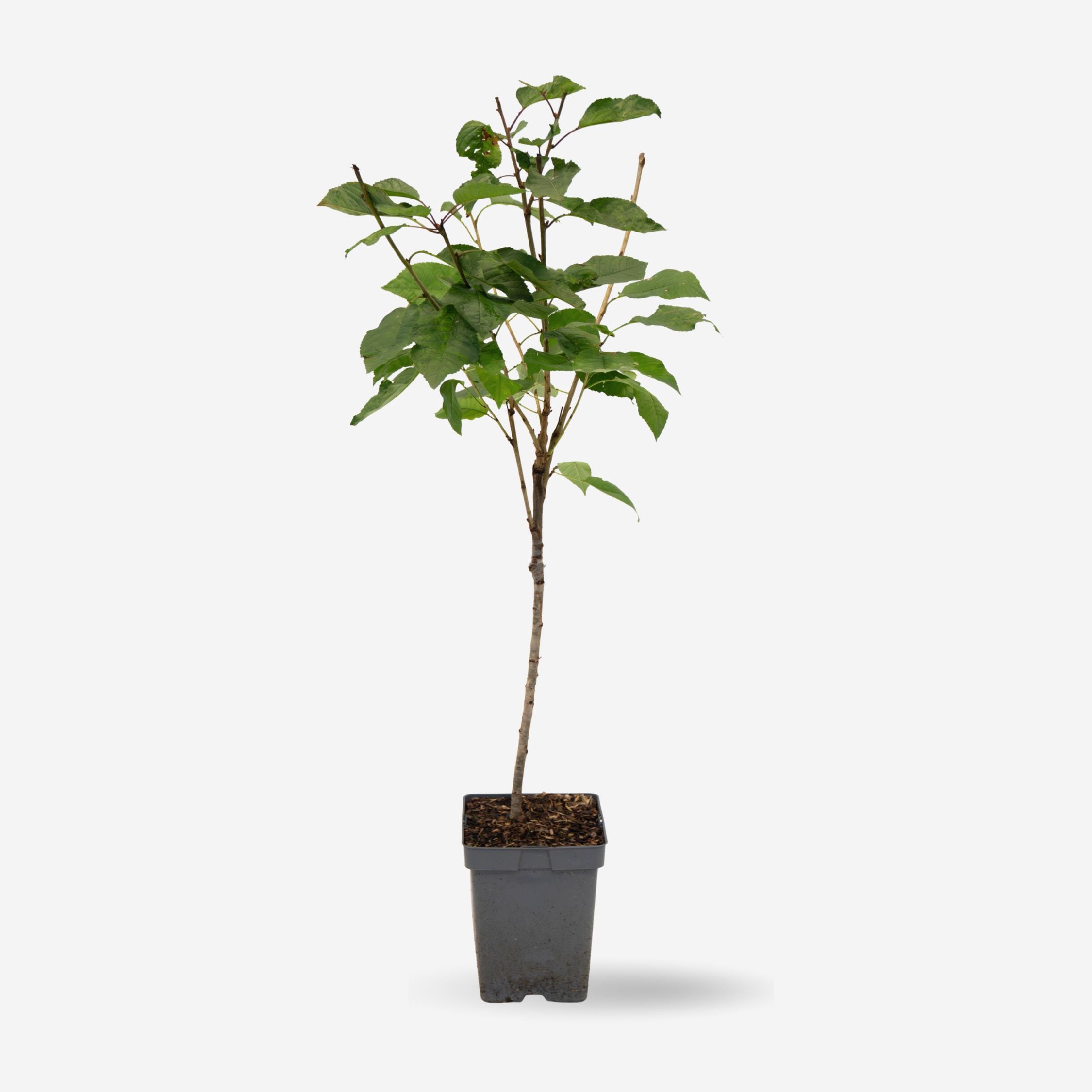 Plant in a Box - Kirschbaum - Prunus avium 'Stella' - S&uuml;&szlig;kirsche - H&ouml;he 90-110cm - Topf 23cm 