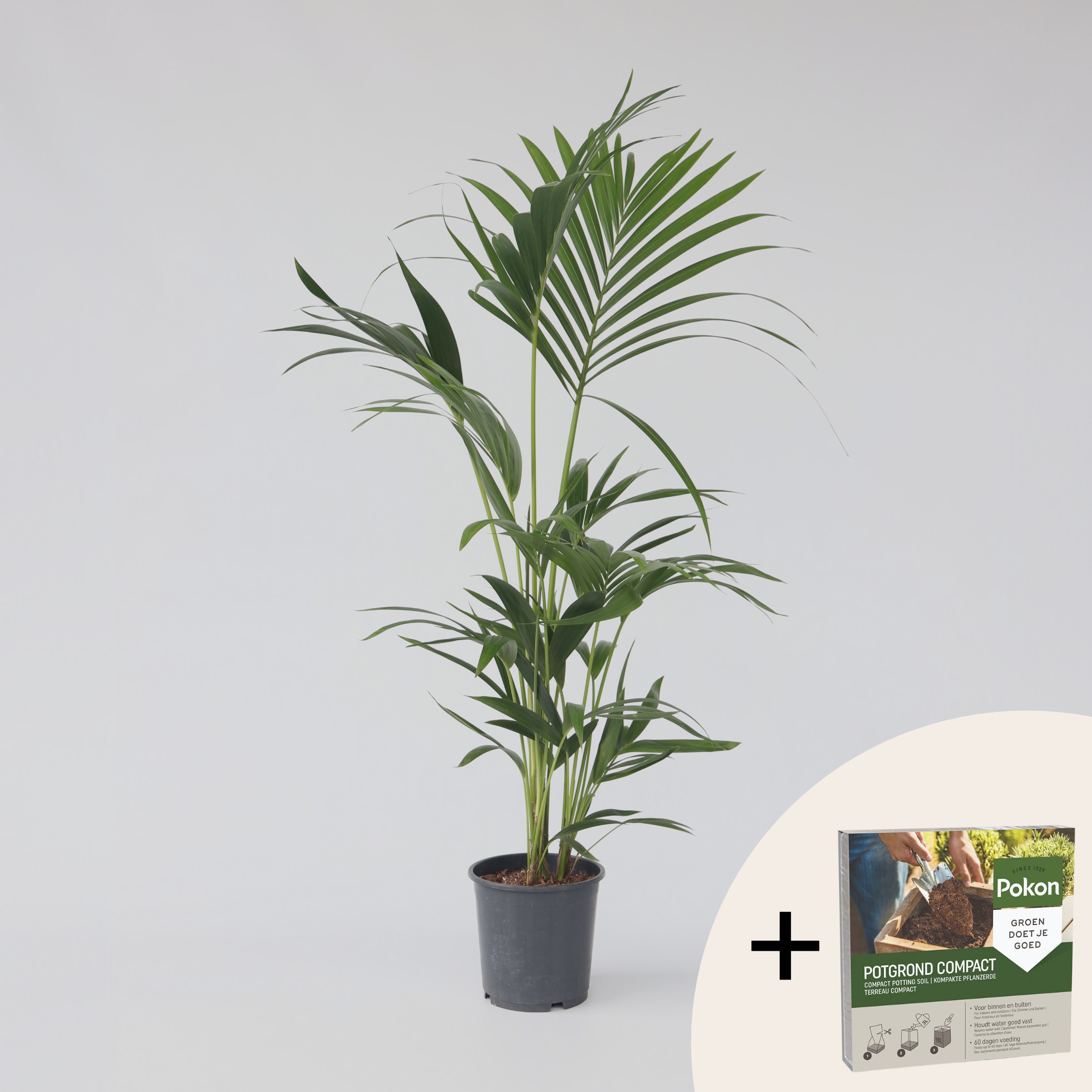 Plant in a Box - Kentia Palme - Howea forsteriana - H&ouml;he 90-100cm - Topf 18cm 
