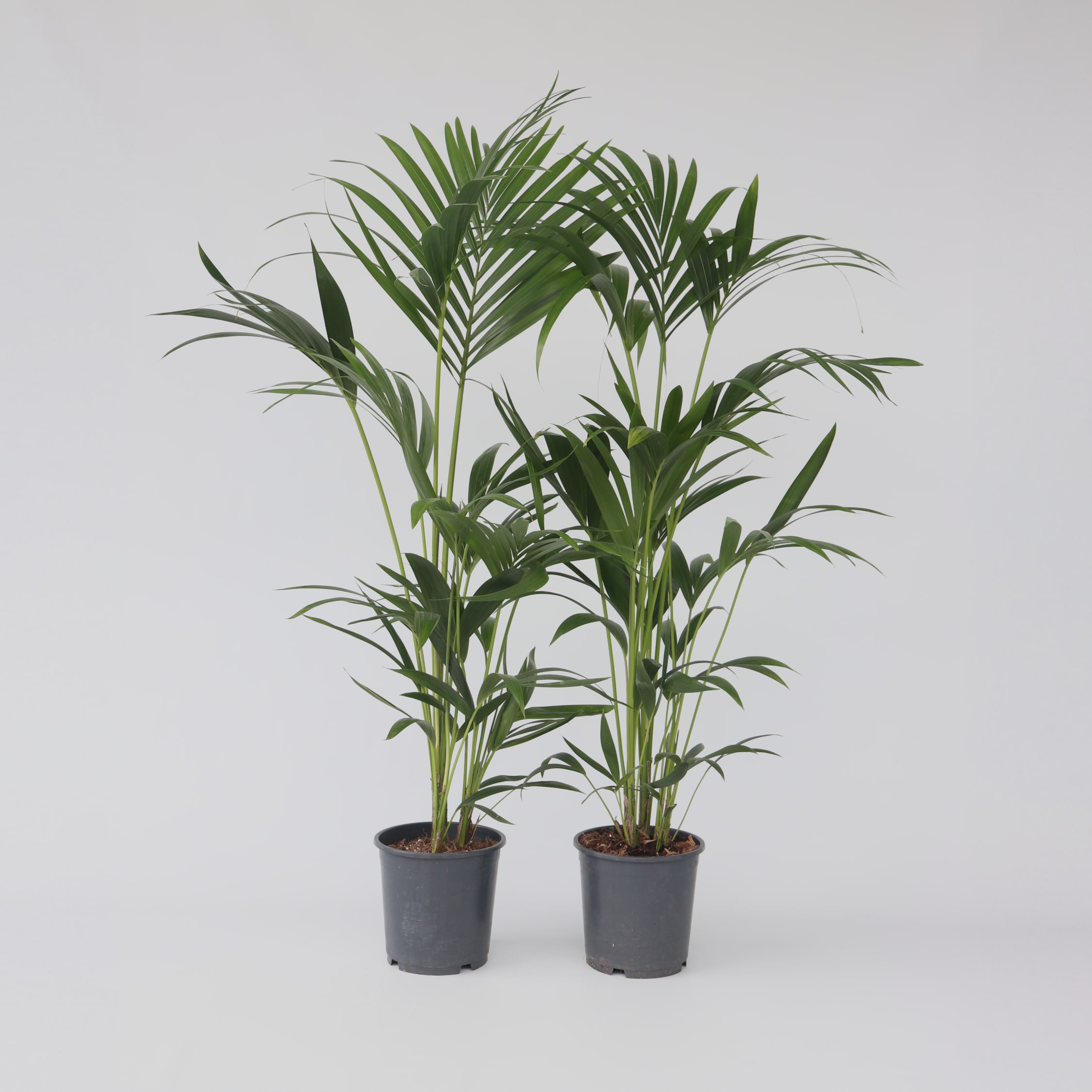 Plant in a Box - Kentia Palme - 2 Stk - Howea forsteriana - H&ouml;he 90-100cm - Topf 18cm 