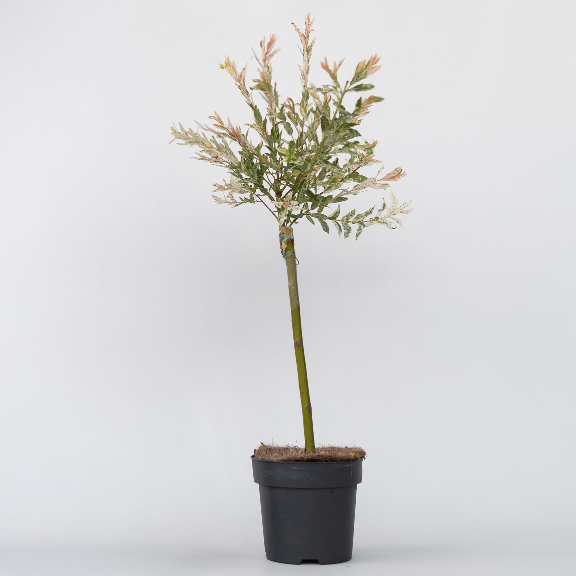 Plant in a Box - Zierweide - Salix integra 'Flamingo' - H&ouml;he 60-80cm - Topf 17cm 