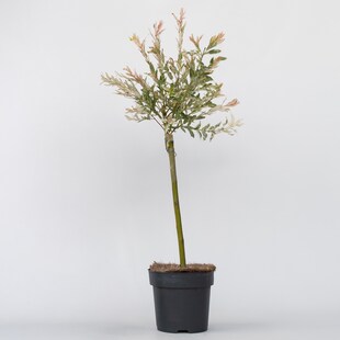 Plant in a Box - Zierweide - Salix integra 'Flamingo' - Höhe 60-80cm - Topf 17cm 
