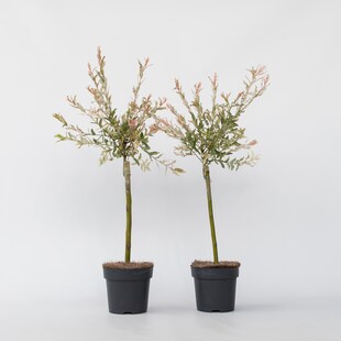 Plant in a Box - Schweizer Zwergweide - 2 Stk - Salix integra 'Flamingo' - Höhe 60-80cm - Topf 17cm 