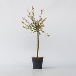 Plant in a Box - Schweizer Zwergweide - 4 Stk - Salix integra 'Flamingo' - Höhe 60-80cm - Topf 17cm 