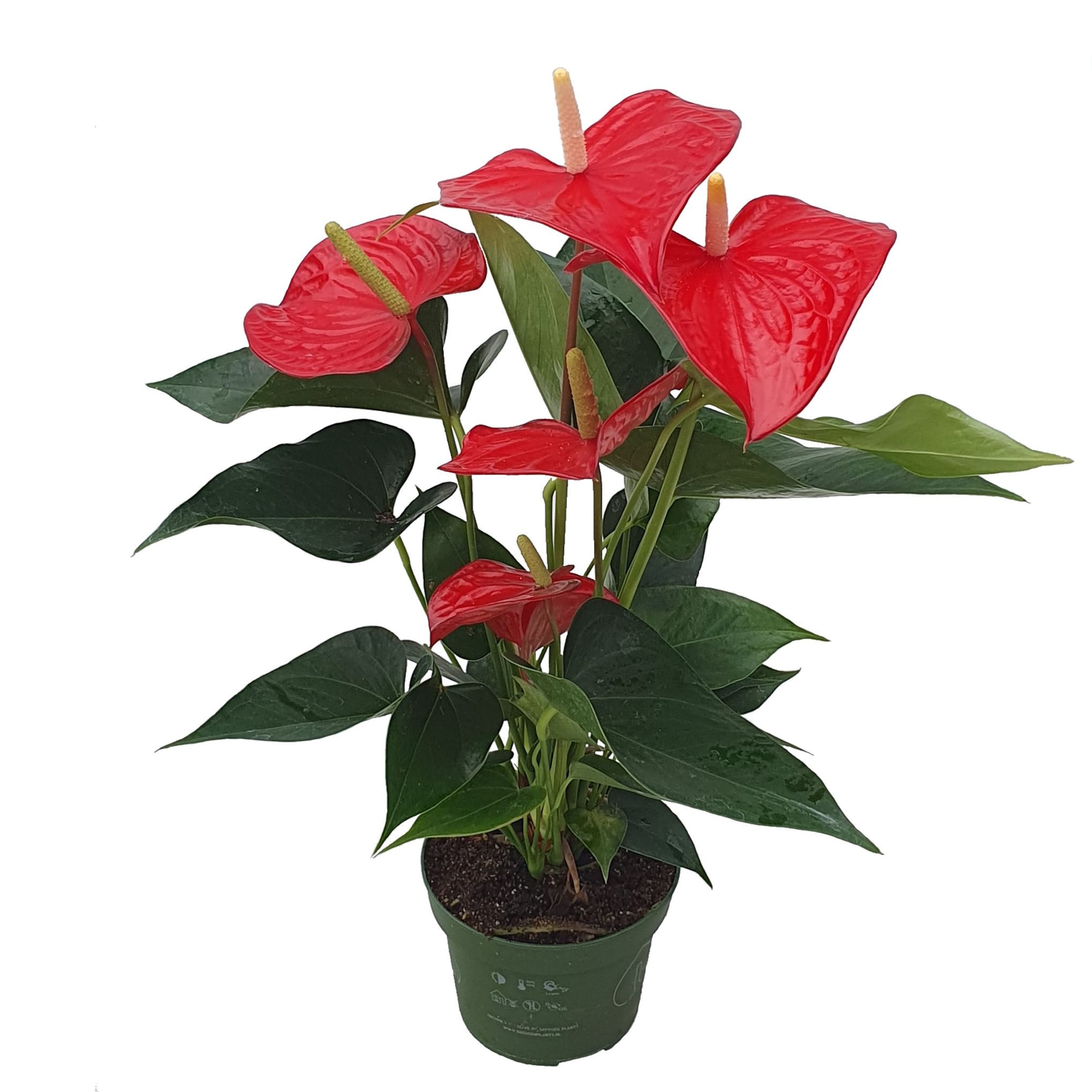 Plant in a Box - Flamingoblume - Anthurium 'Royal Champion' - H&ouml;he 35-45cm - &oslash;12cm 