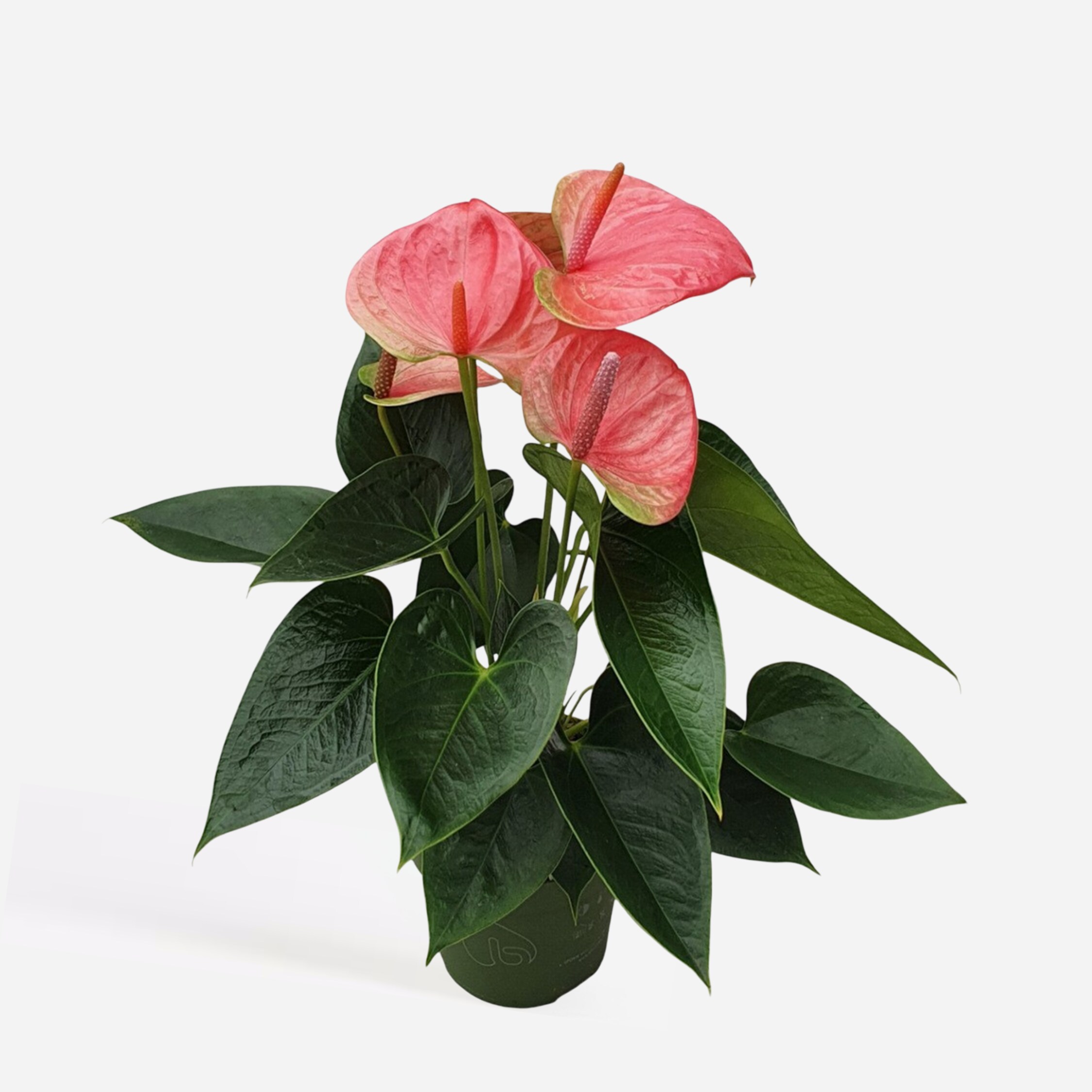 Plant in a Box - Flamingoblume - Anthurium 'Sweet Dream' - H&ouml;he 35-45cm - &oslash;12cm 