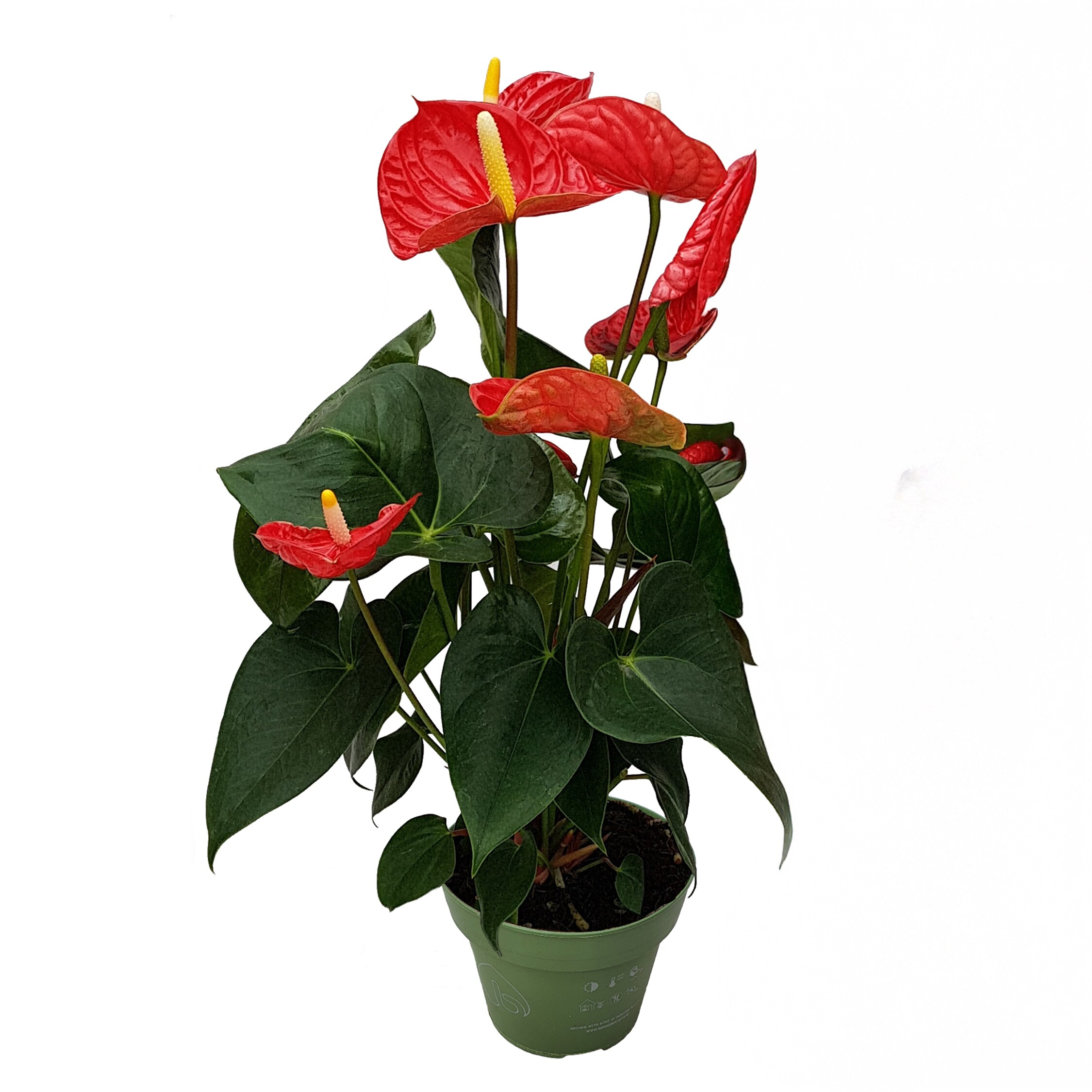 Plant in a Box - Flamingoblume - Anthurium 'Madural Red' - H&ouml;he 40-45cm - &oslash;14cm 