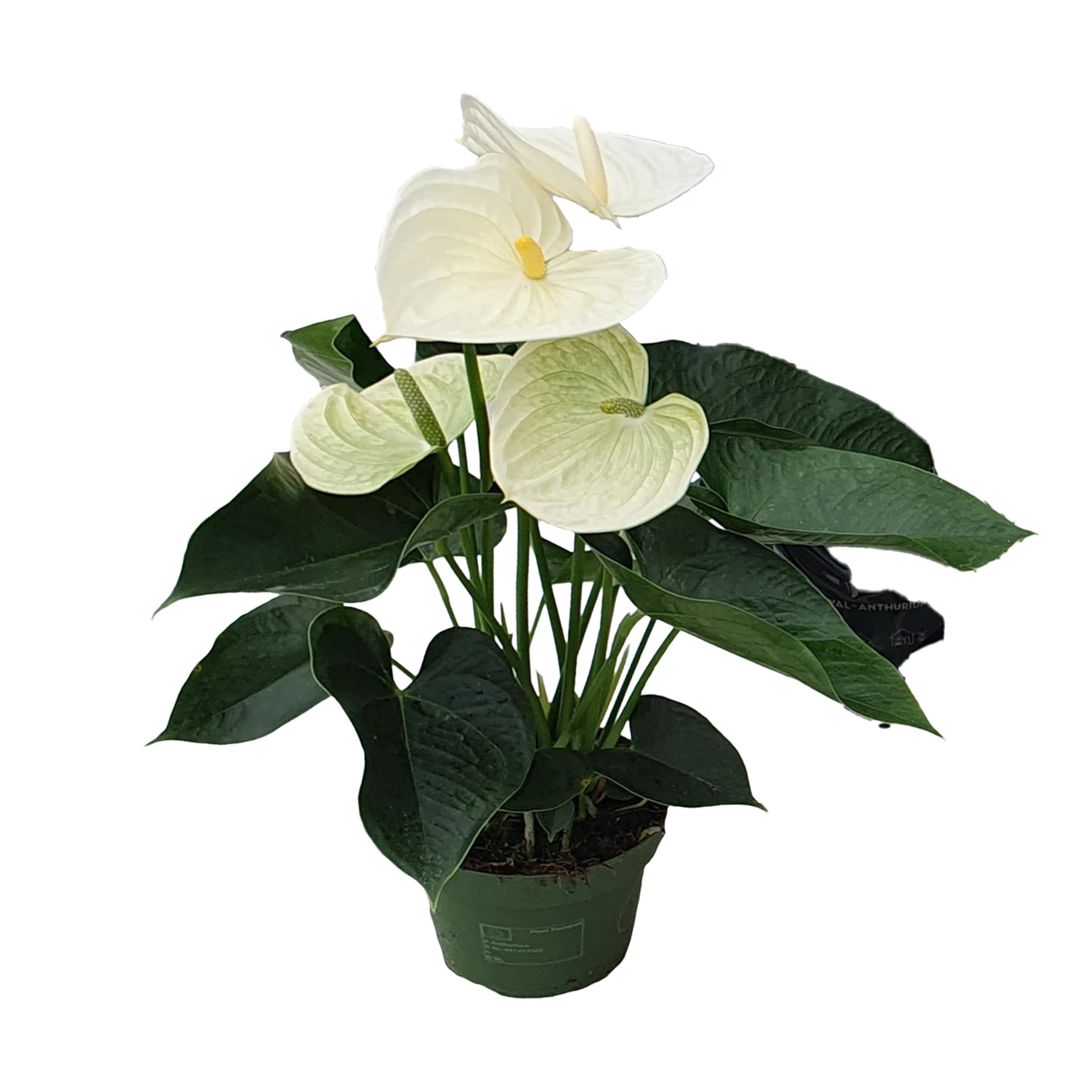 Plant in a Box - Flamingoblume - Anthurium 'Alpine White' - H&ouml;he 40-55cm - &oslash;14cm 