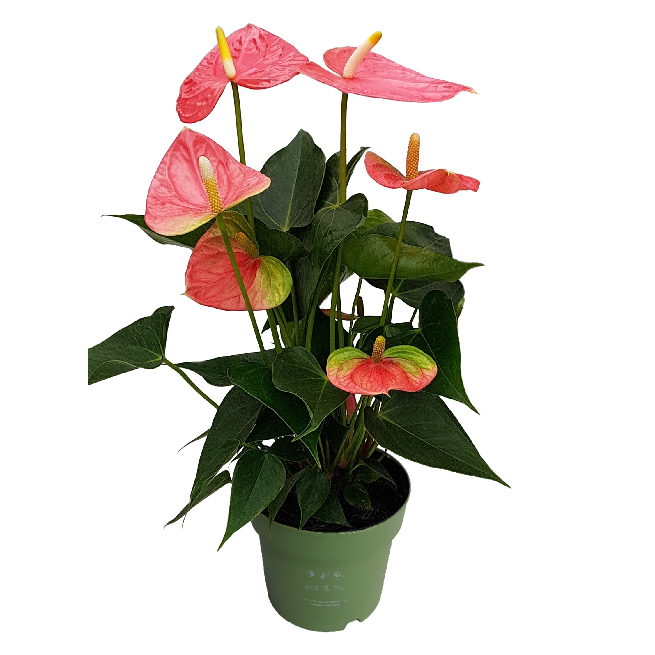 Plant in a Box - Flamingoblume - Anthurium 'Colorado Pink' - H&ouml;he 40-55cm - &oslash;14cm 