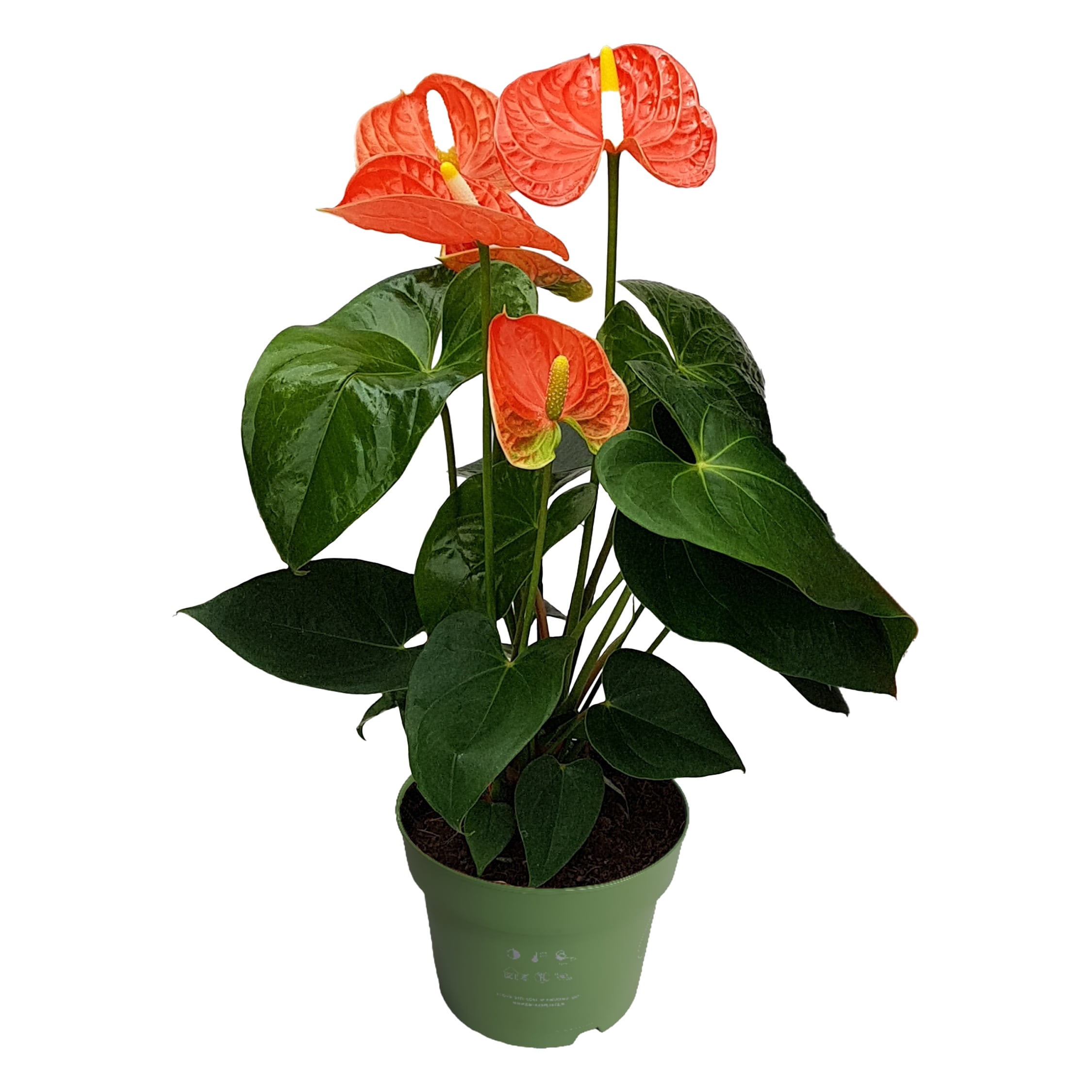 Plant in a Box - Flamingoblume - Anthurium 'Madural Orange' - H&ouml;he 40-55cm - &oslash;14cm 