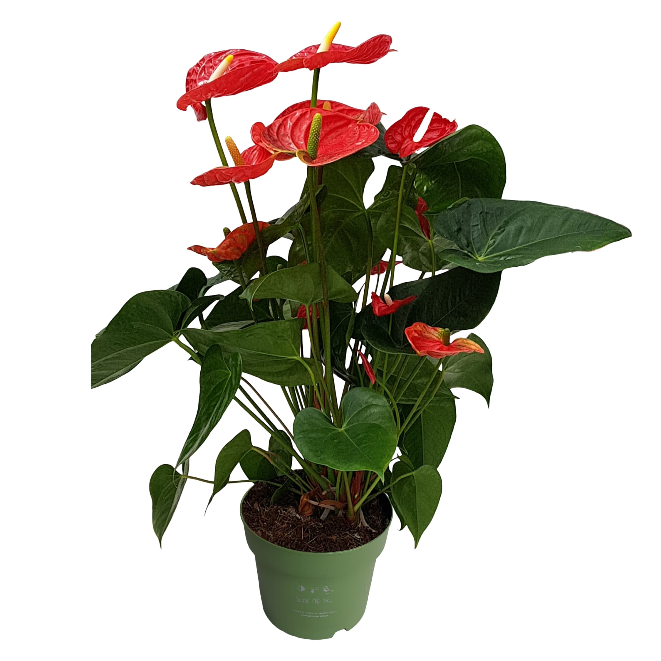Plant in a Box - Flamingoblume - Anthurium 'Madural Red' - H&ouml;he 55-70cm - &oslash;17cm 