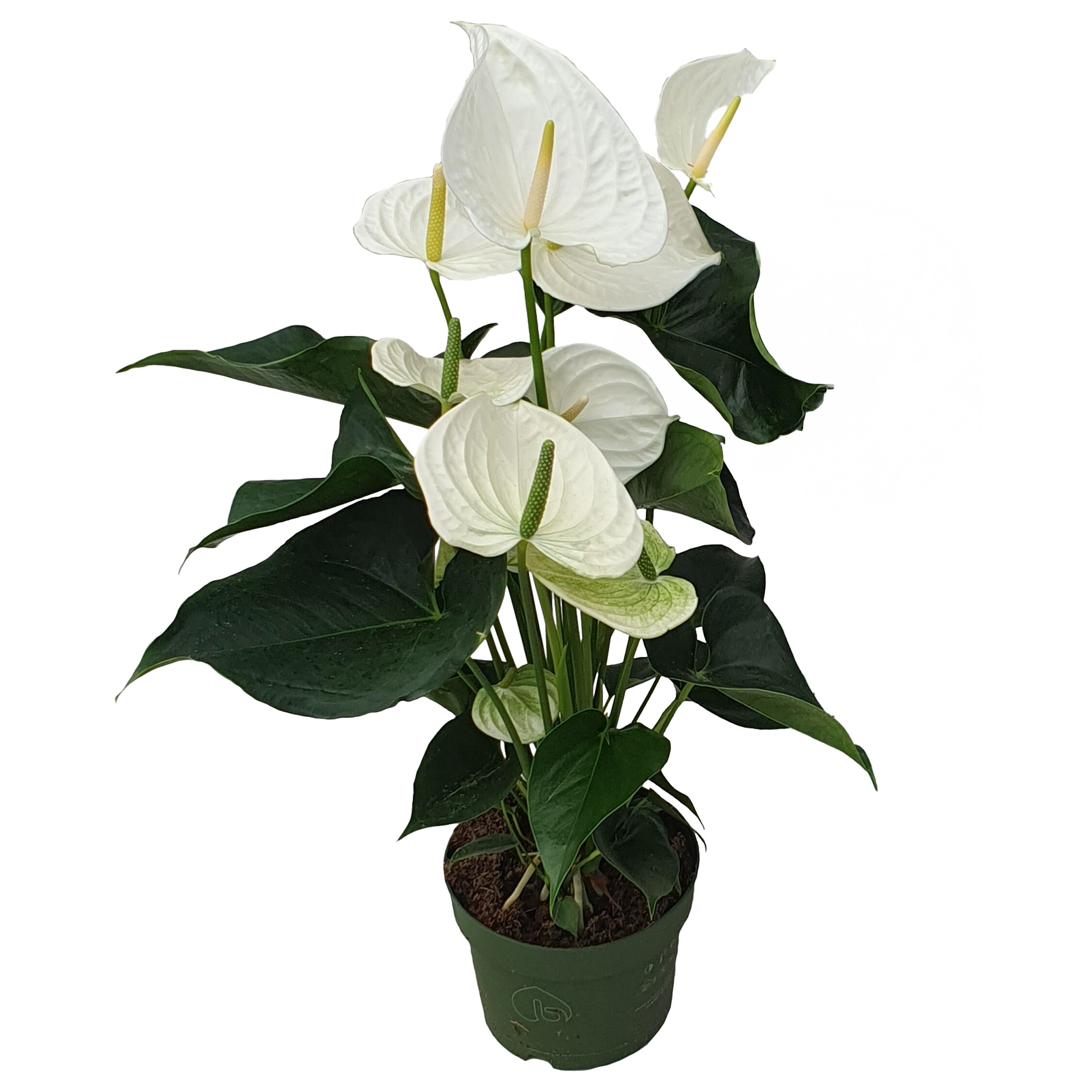 Plant in a Box - Flamingoblume - Anthurium 'Alaska White' - H&ouml;he 55-70cm - &oslash;17cm 