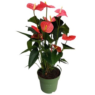 Plant in a Box - Flamingoblume - Anthurium 'Maine Pink' - Höhe 55-70cm - ø17cm 