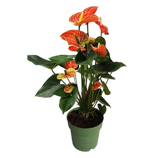 Plant in a Box - Flamingoblume - Anthurium 'Madural Orange' - Höhe 55-70cm - ø17cm 