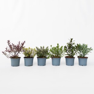 Plant in a Box - Strauchveronika - 6 Stk - Hebe pinguifolia - Höhe 15-20cm - Topf 11cm 