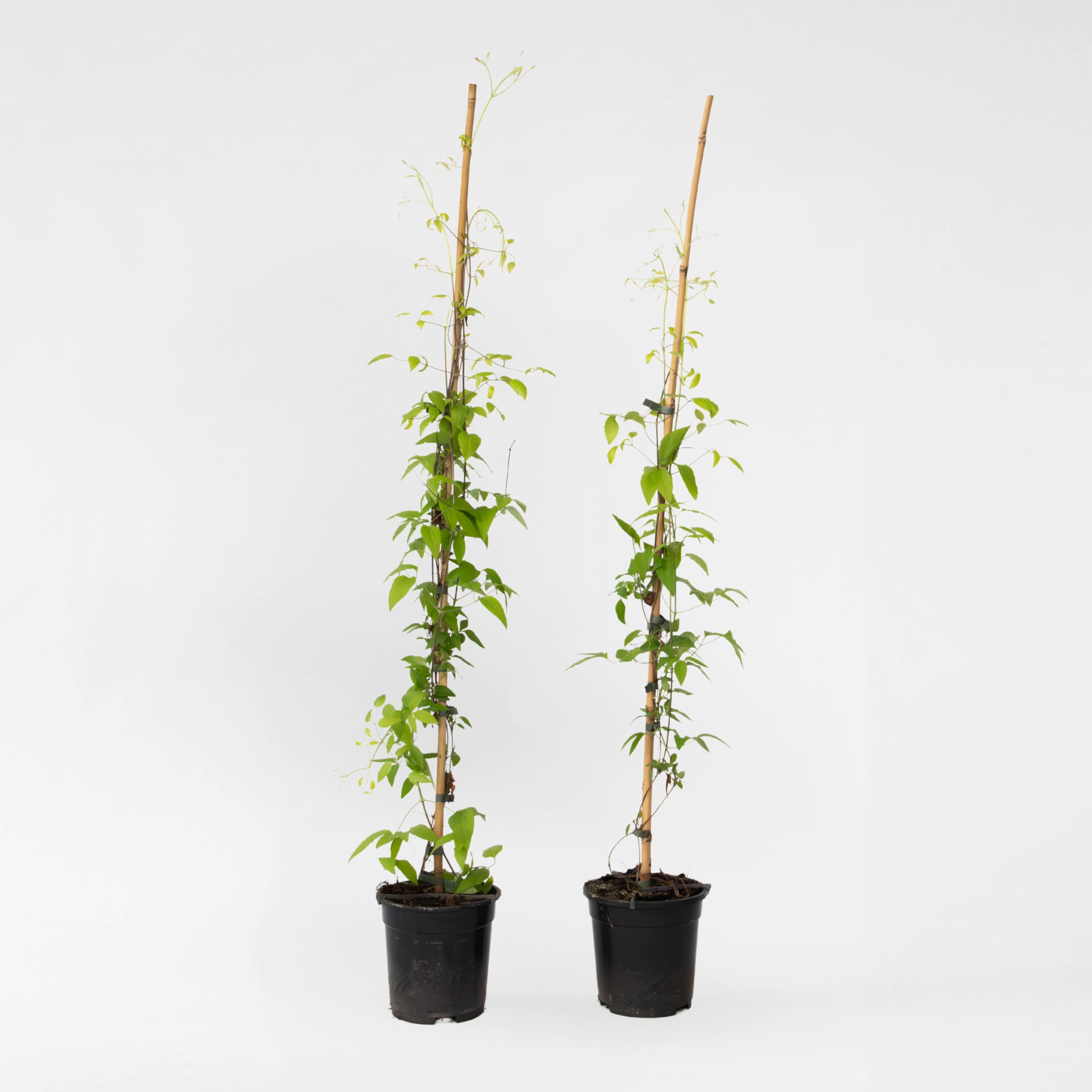 Plant in a Box - Waldrebe - 2 St&uuml;ck - Clematis 'Hagley Hybrid' - H&ouml;he 100-120cm - Topf 17cm 