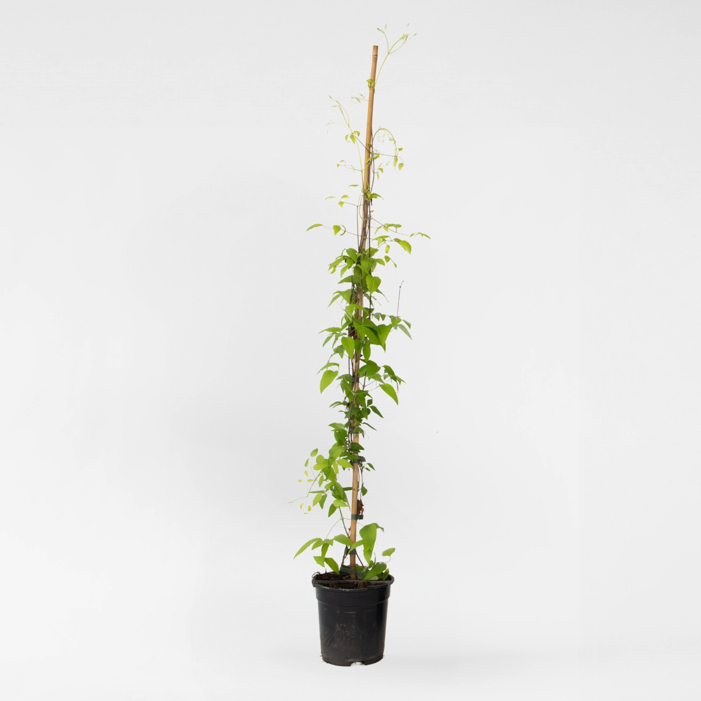 Plant in a Box - Waldrebe - Clematis 'The President' - H&ouml;he 100-120cm - Topf 17cm 