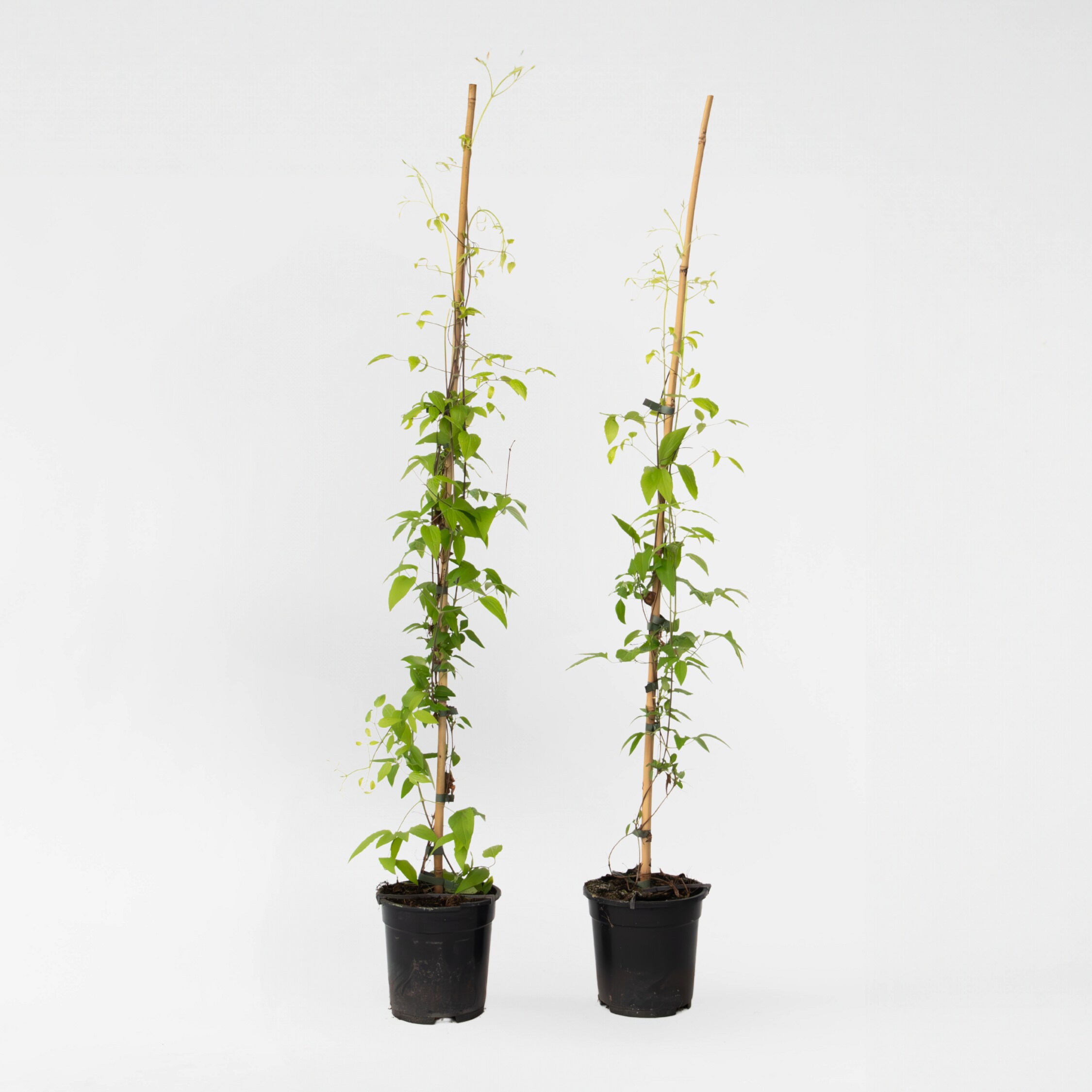 Plant in a Box - Waldrebe - 2 St&uuml;ck - Clematis 'The President' - H&ouml;he 100-120cm - Topf 17cm 