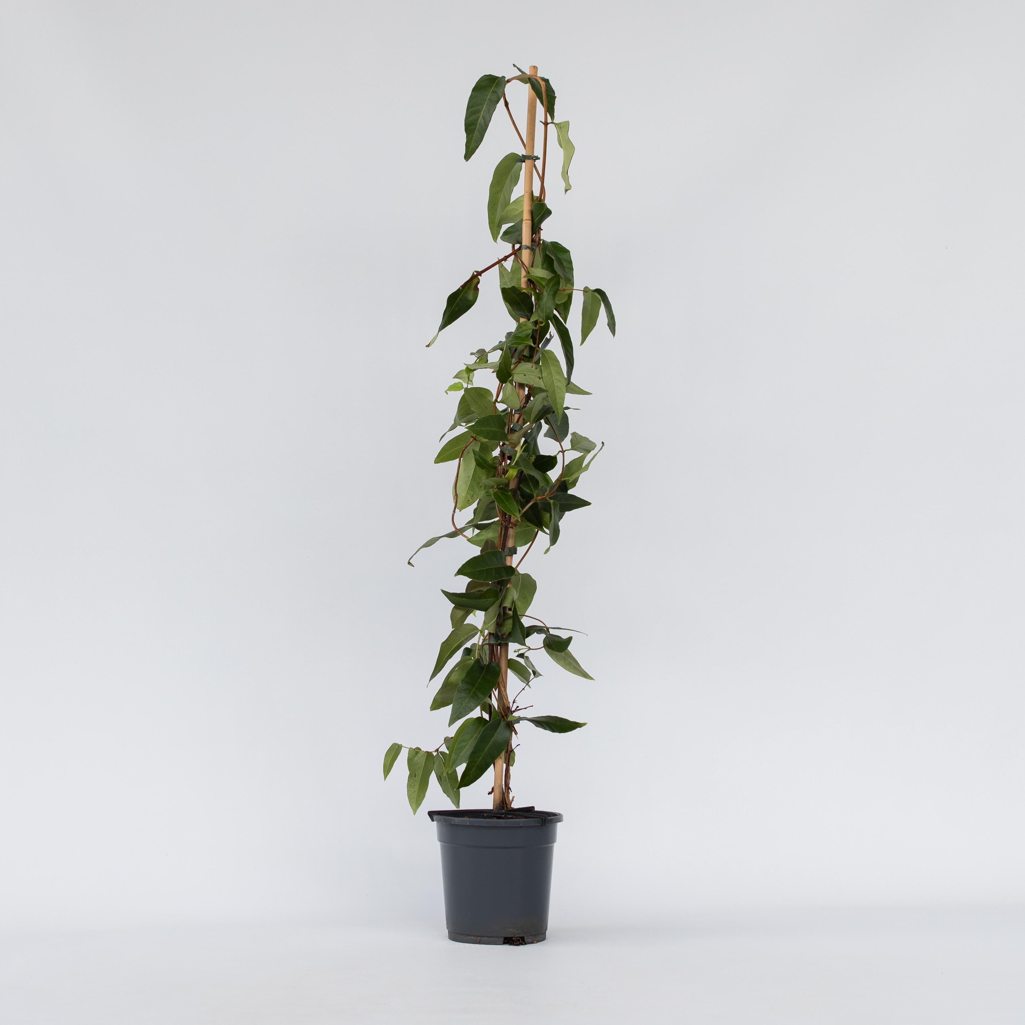 Plant in a Box - Gei&szlig;blatt - Lonicera henryi 'Copper Beauty' - H&ouml;he 110-120cm - Topf 17cm 