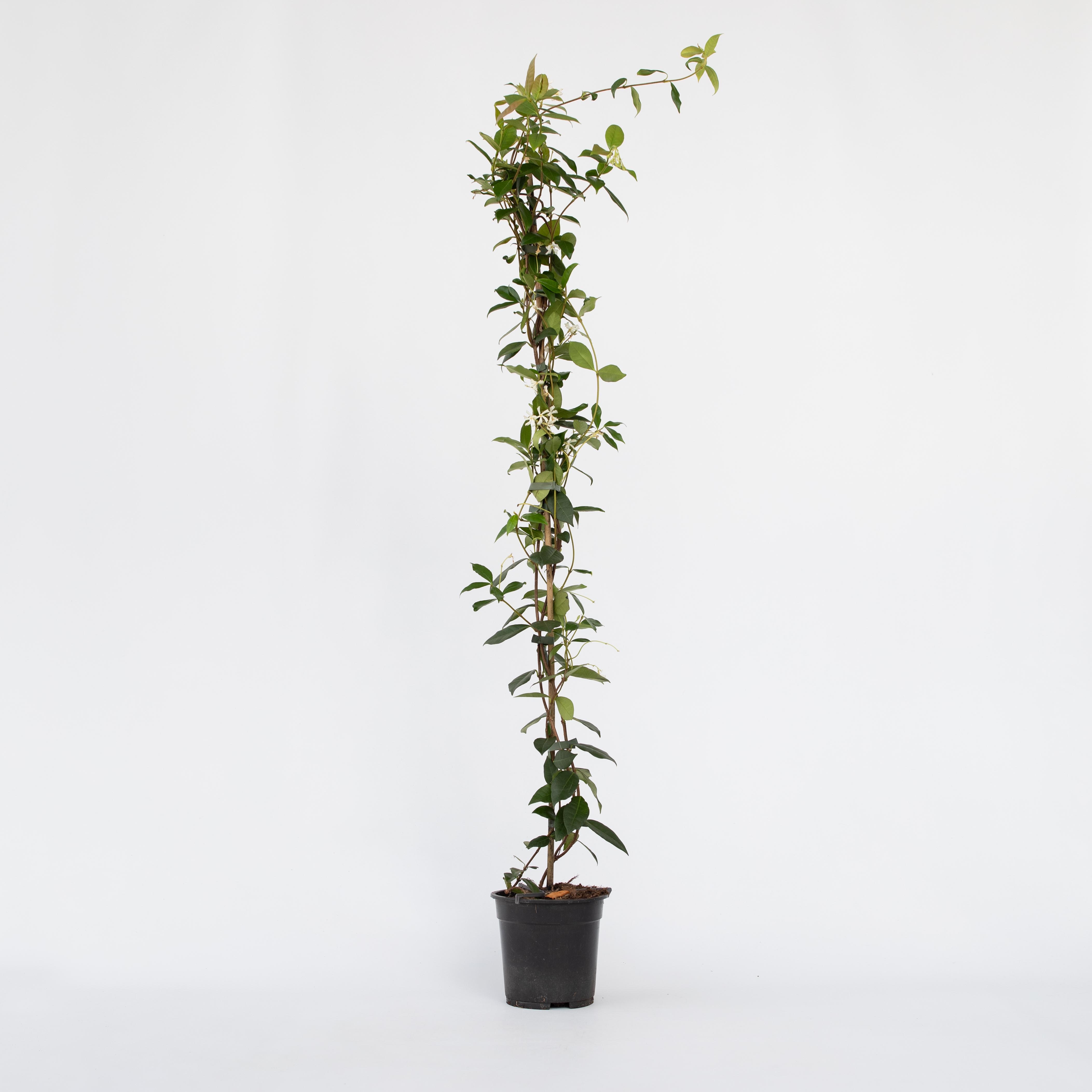 Plant in a Box - Jasmin - Trachelospermum jasminoides - H&ouml;he 110-120cm - Topf 17cm 