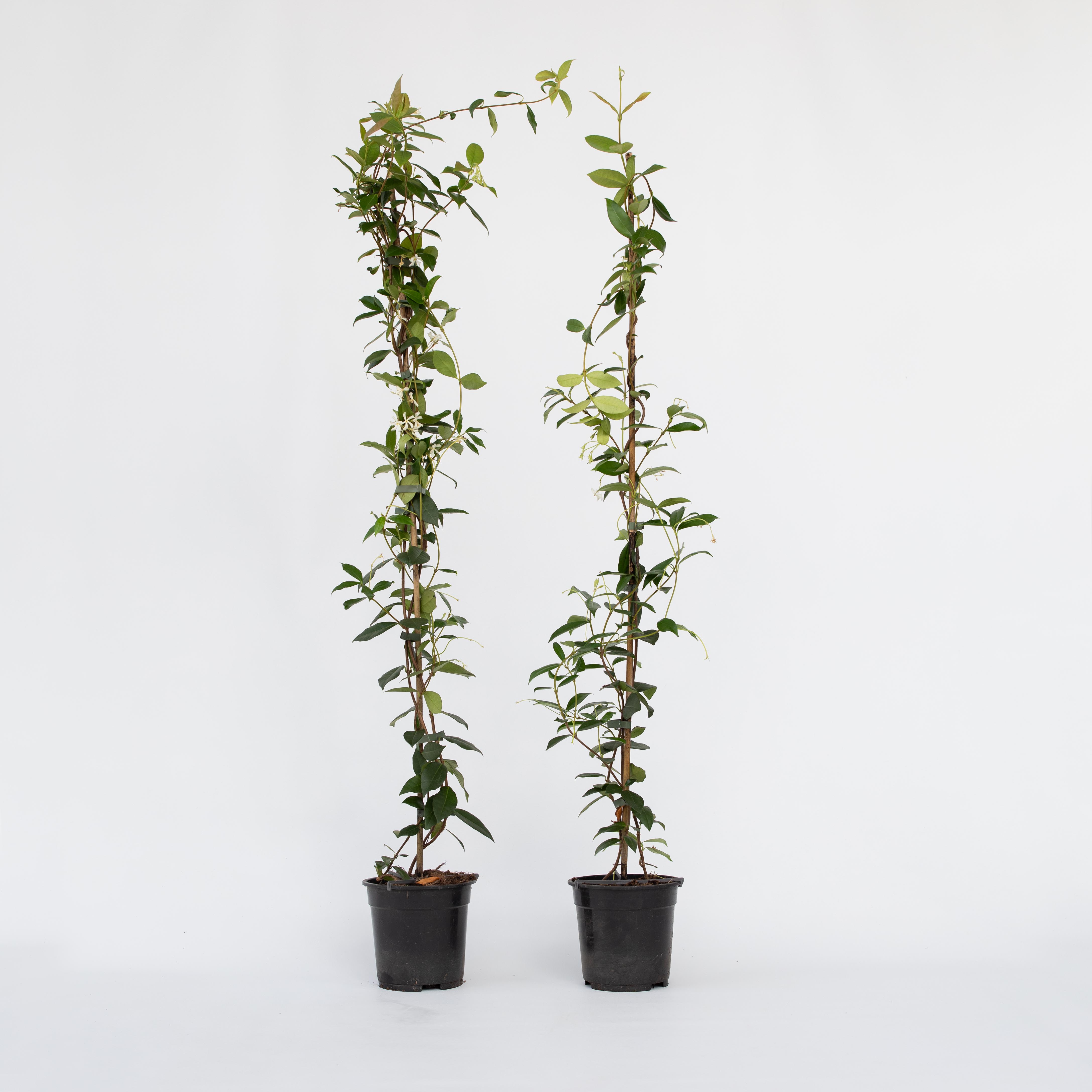 Plant in a Box - Sternjasmin - 2 Stk - Trachelospermum jasminoides - H&ouml;he 110-120cm - Topf 17cm 