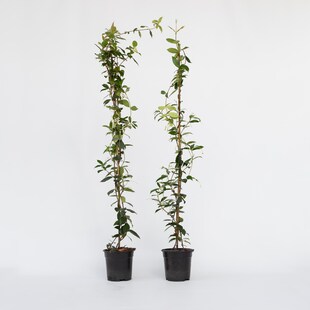 Plant in a Box - Sternjasmin - 2 Stk - Trachelospermum jasminoides - Höhe 110-120cm - Topf 17cm 