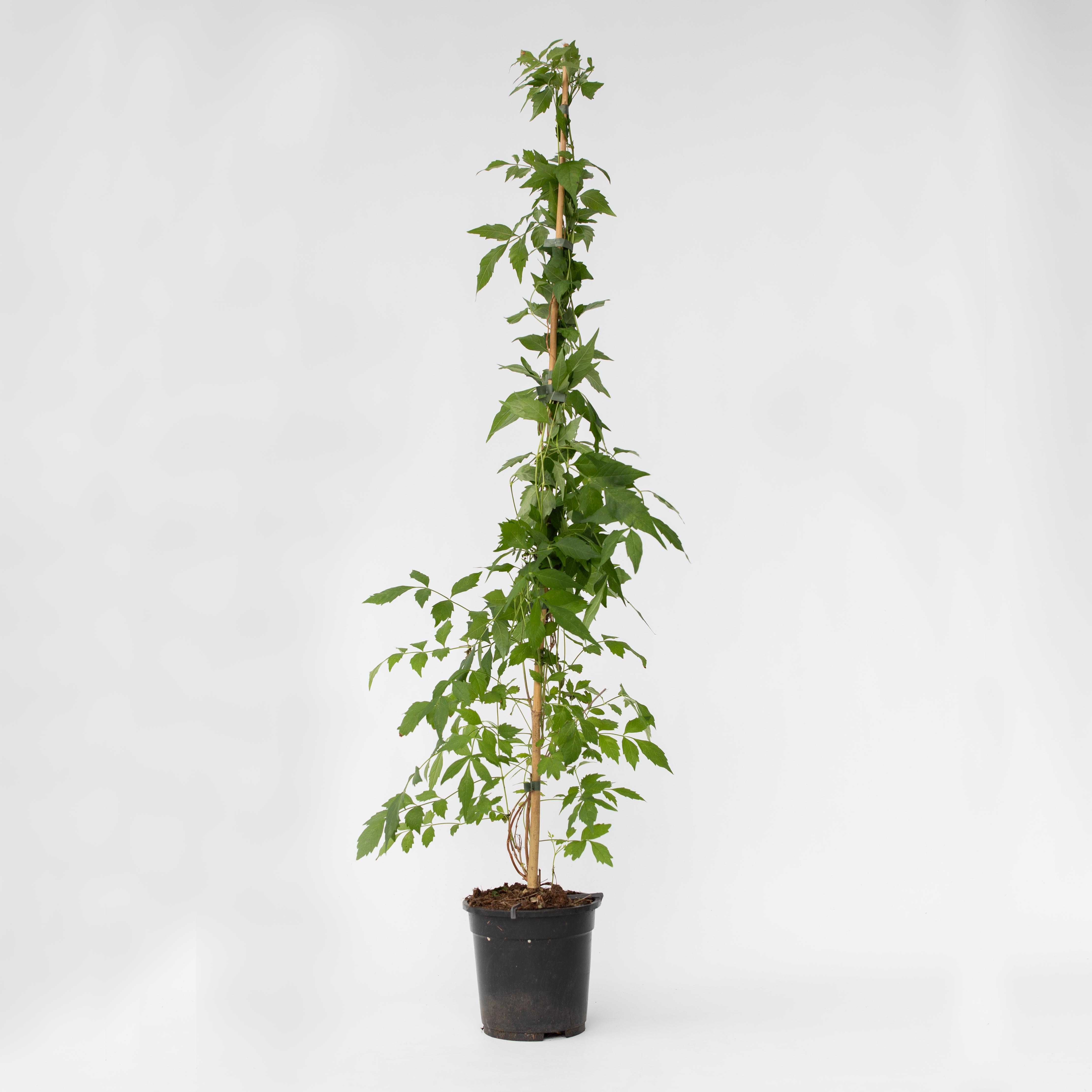 Plant in a Box - Trompetenkletterer - Campis radicans 'Flava' - H&ouml;he 110-120cm - Topf 17cm 