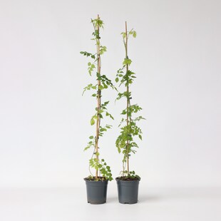 Plant in a Box - Trompetenkletterer - 2 Stk - Campsis radicans - Höhe 110-120cm - Topf 17cm 