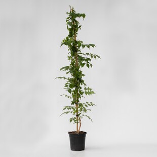 Plant in a Box - Trompetenkletterer - Campsis taglibuana 'Mme Galen' - Höhe 110-120cm - Topf 17cm 